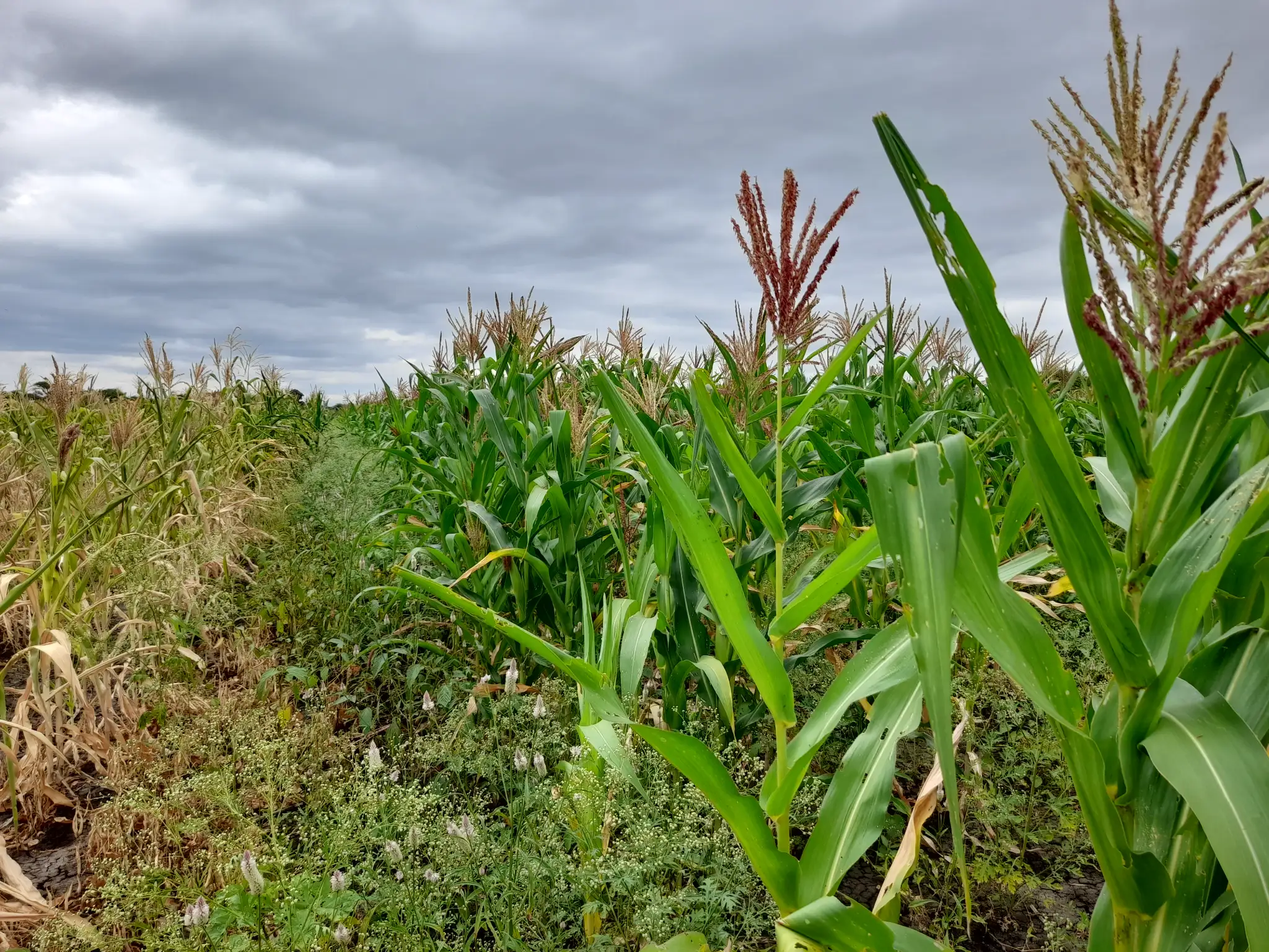 Shamba zuri la ekari 0.9 Olodenderit