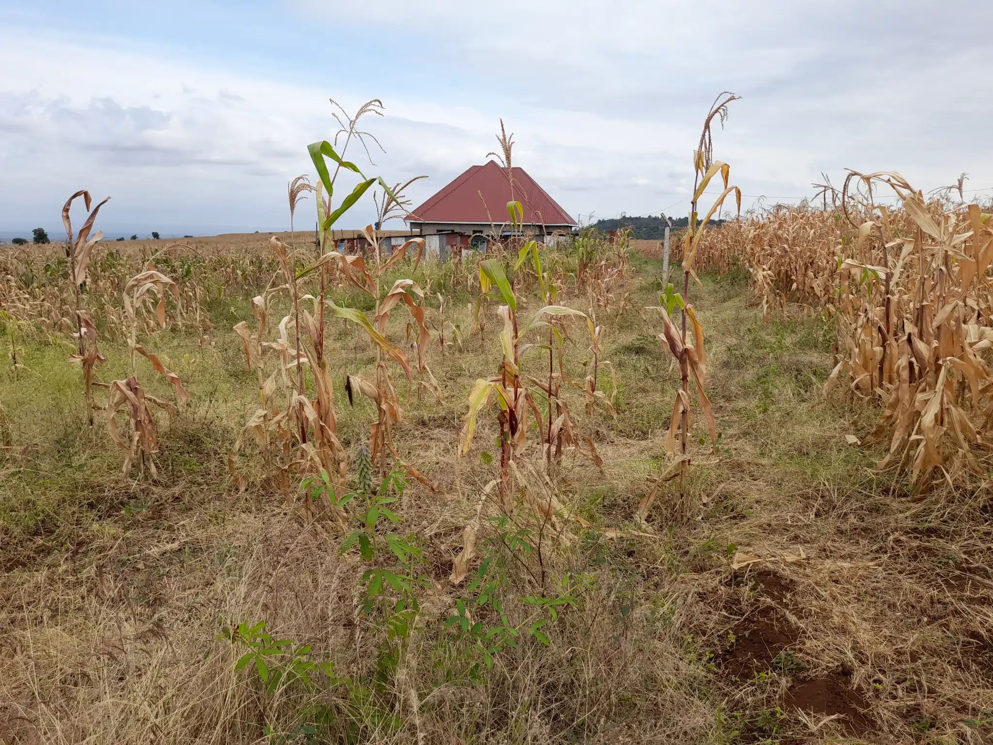 Kiwanja cha Makazi 18×20m Maroroi – Umbali wa 1.6km kutoka Barabara ya Arusha Bypass