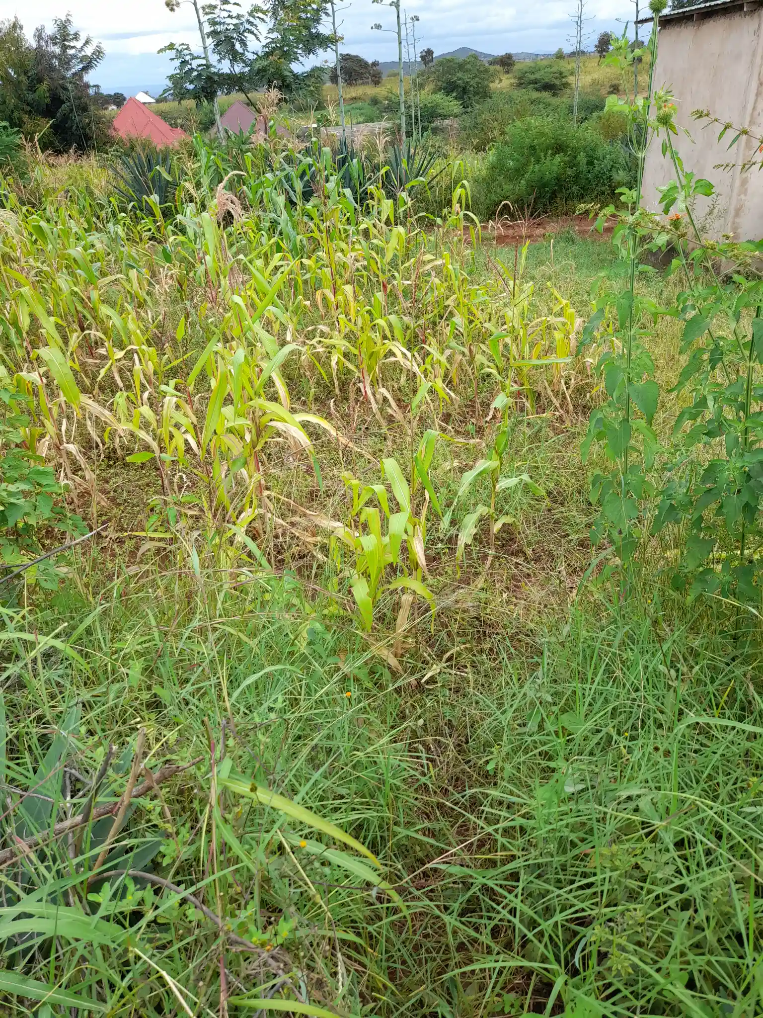 Kiwanja cha 20m x 20m Kiserian kilichopo karibu na barabara kuu ya Naberera