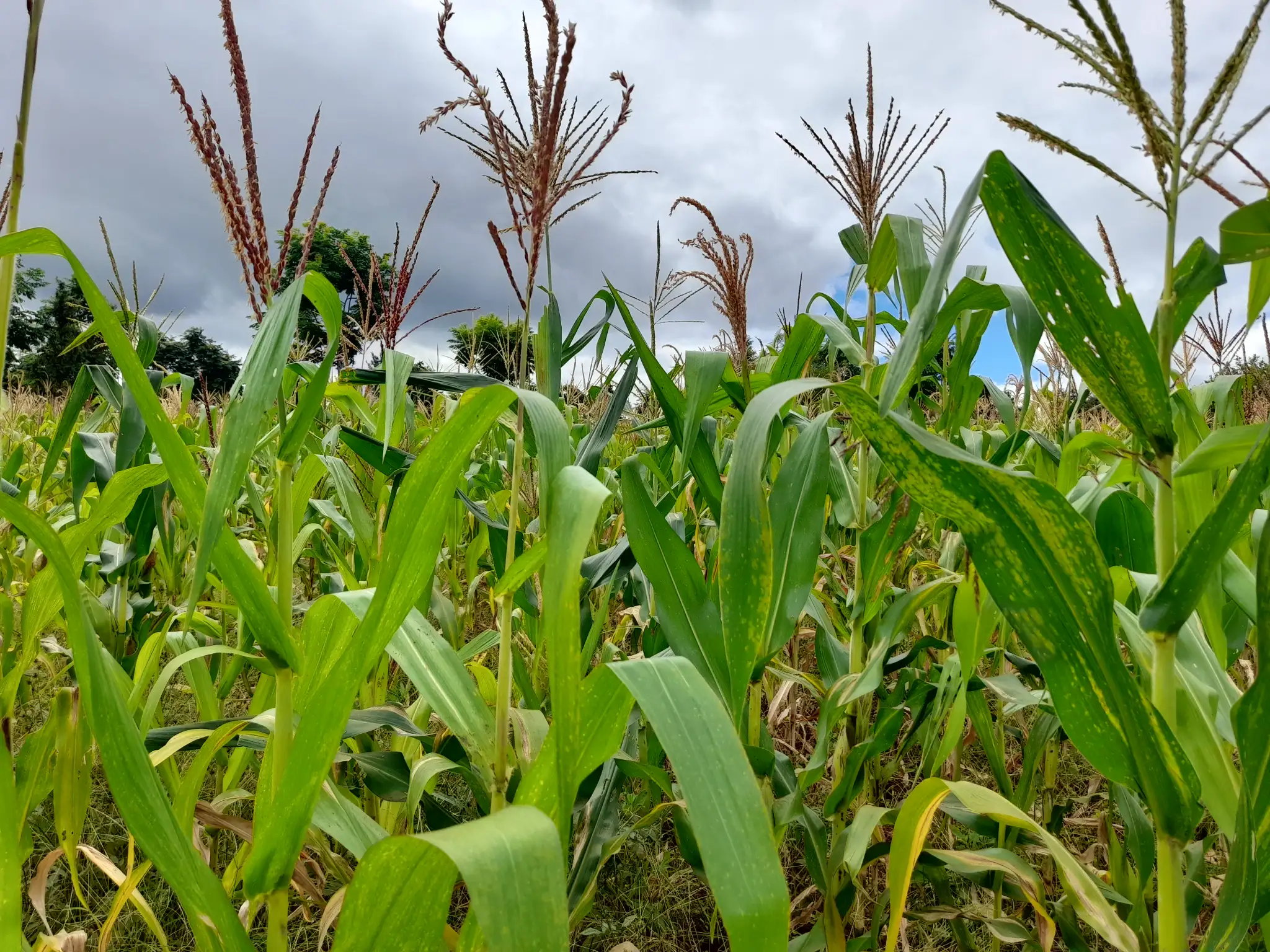 Kiwanja cha 20m x 20m Kiserian kilichopo karibu na barabara kuu ya Naberera