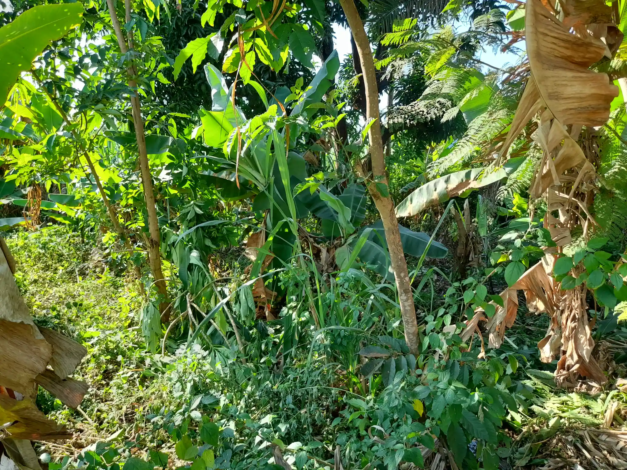 Ekari 1.2 ya Ardhi Yenye Rutuba kwa Kilimo au Makazi yenye Mfereji wa Umwagiliaji