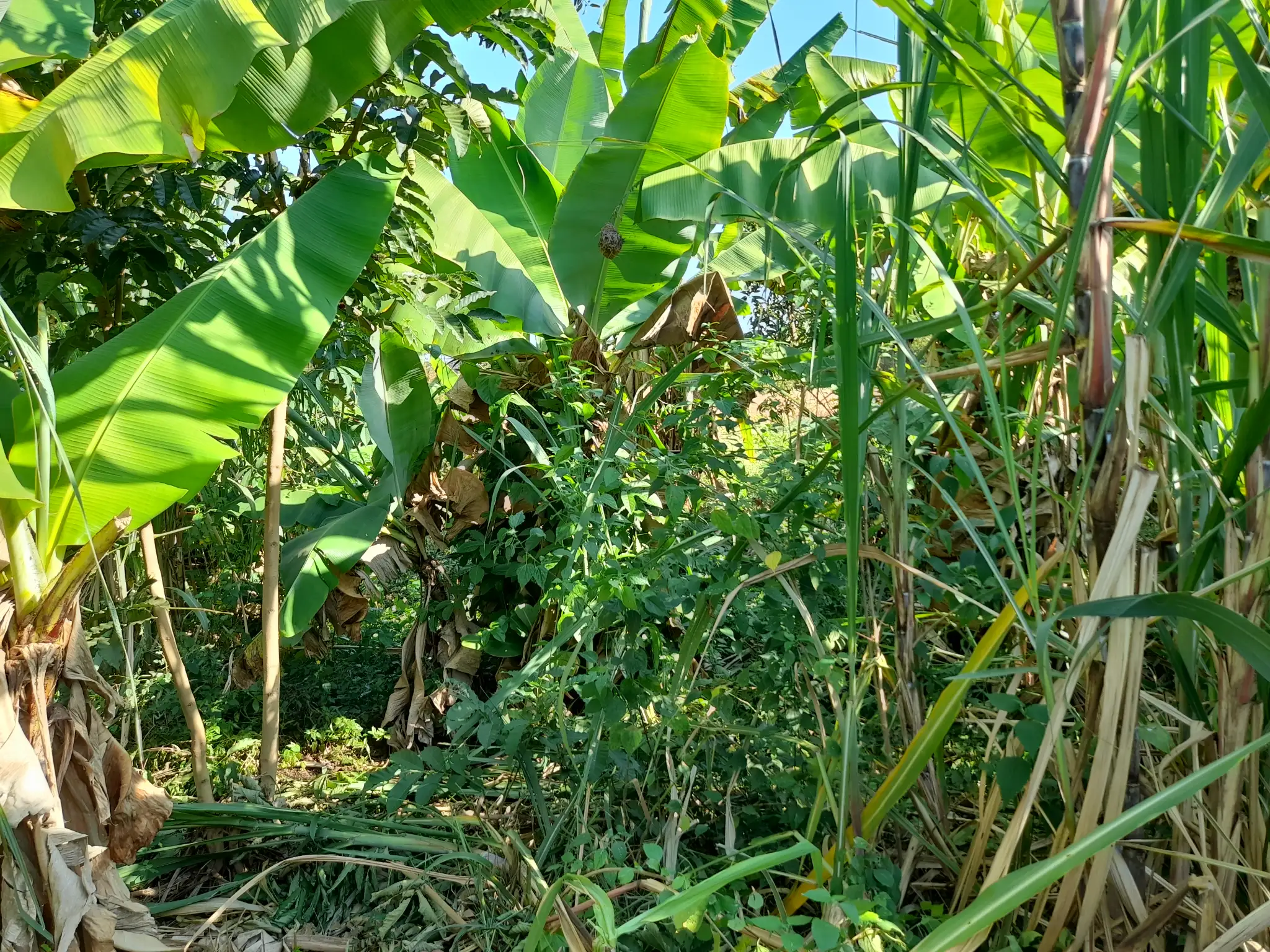 Ekari 1.2 ya Ardhi Yenye Rutuba kwa Kilimo au Makazi yenye Mfereji wa Umwagiliaji