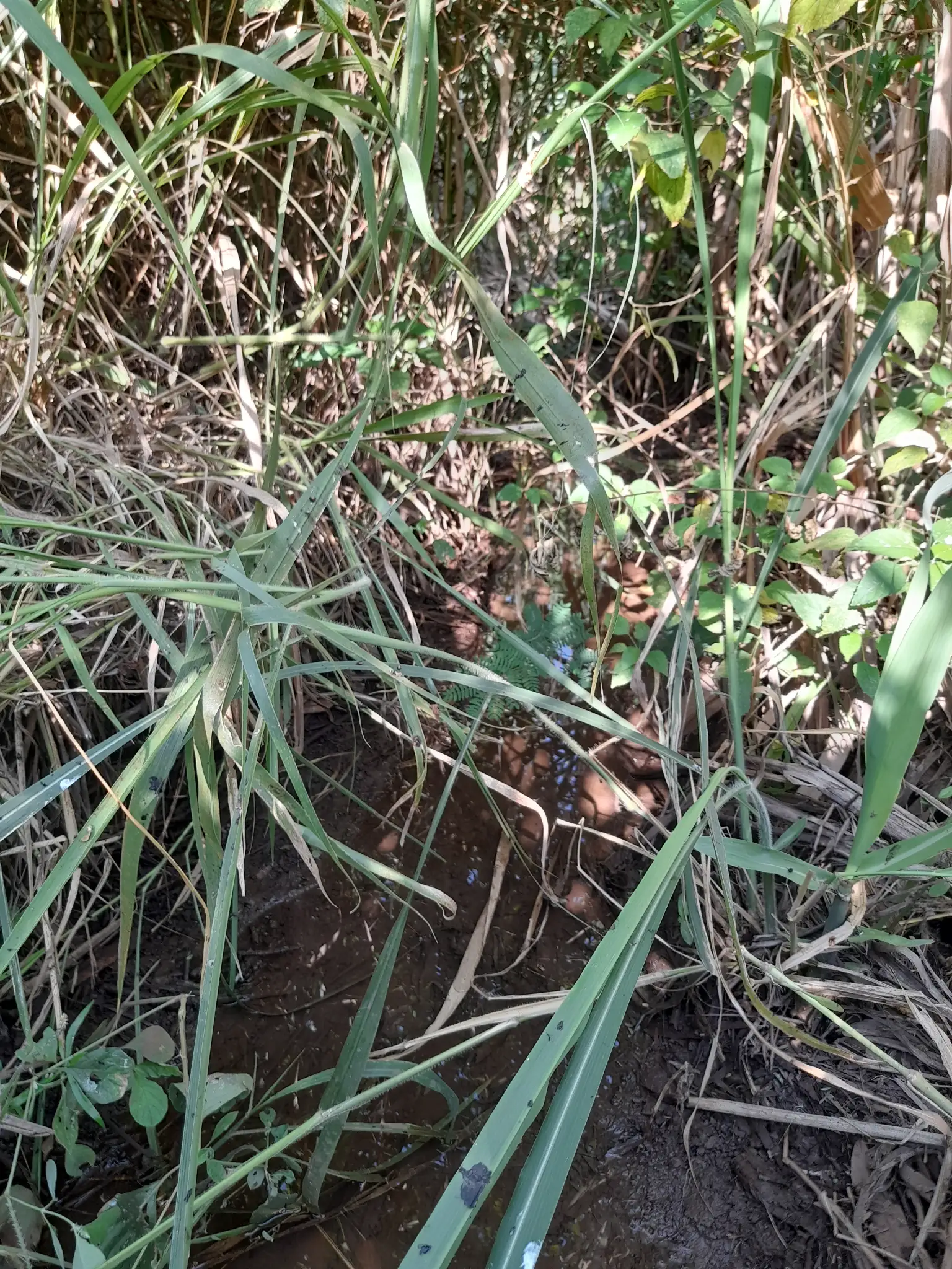 Ekari 1.2 ya Ardhi Yenye Rutuba kwa Kilimo au Makazi yenye Mfereji wa Umwagiliaji