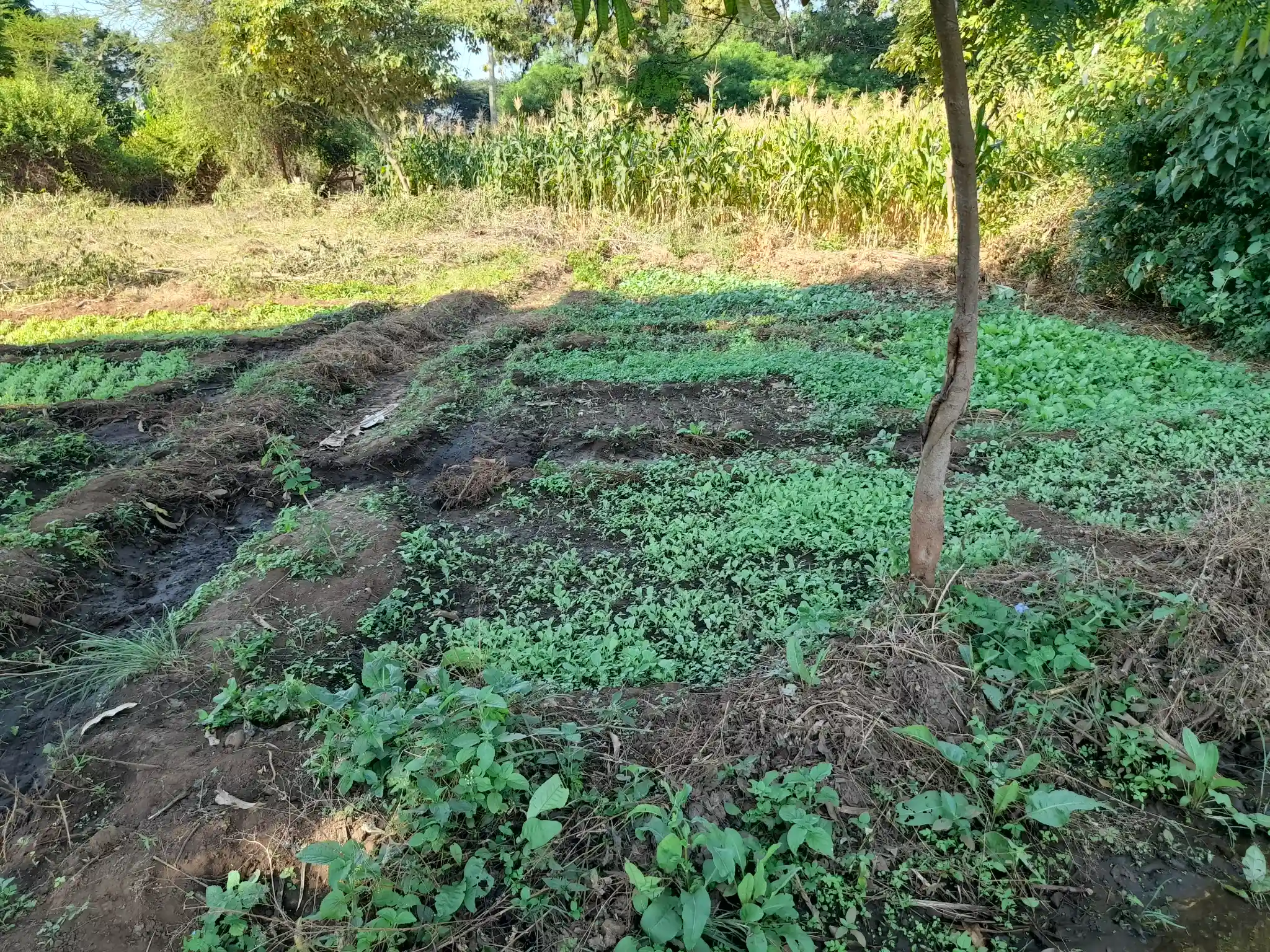 Ekari 1.2 ya Ardhi Yenye Rutuba kwa Kilimo au Makazi yenye Mfereji wa Umwagiliaji