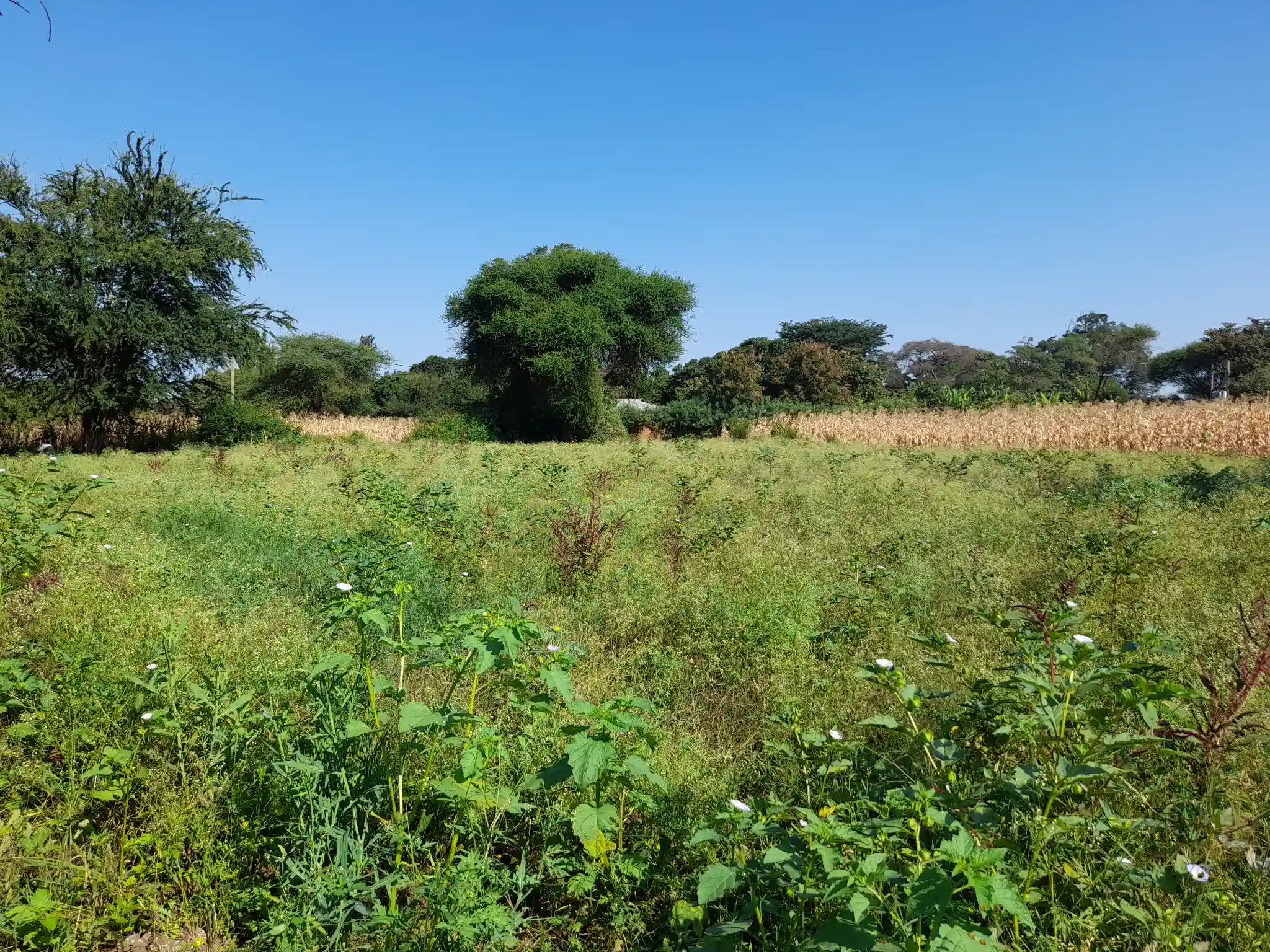 Ekari 1.2 ya Ardhi Yenye Rutuba kwa Kilimo au Makazi yenye Mfereji wa Umwagiliaji