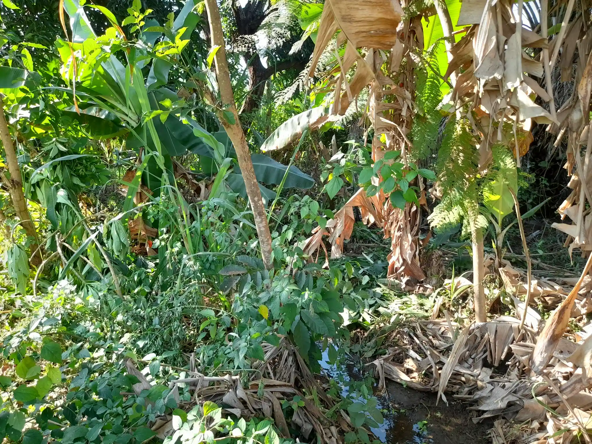 Ekari 1.2 ya Ardhi Yenye Rutuba kwa Kilimo au Makazi yenye Mfereji wa Umwagiliaji
