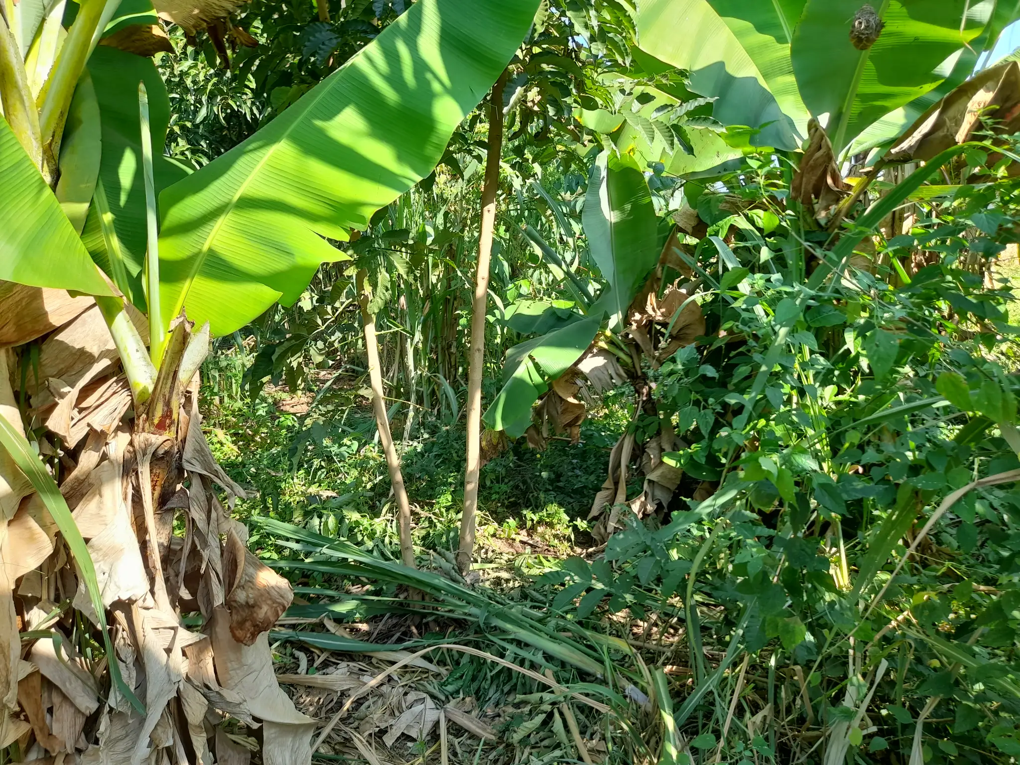 Ekari 1.2 ya Ardhi Yenye Rutuba kwa Kilimo au Makazi yenye Mfereji wa Umwagiliaji