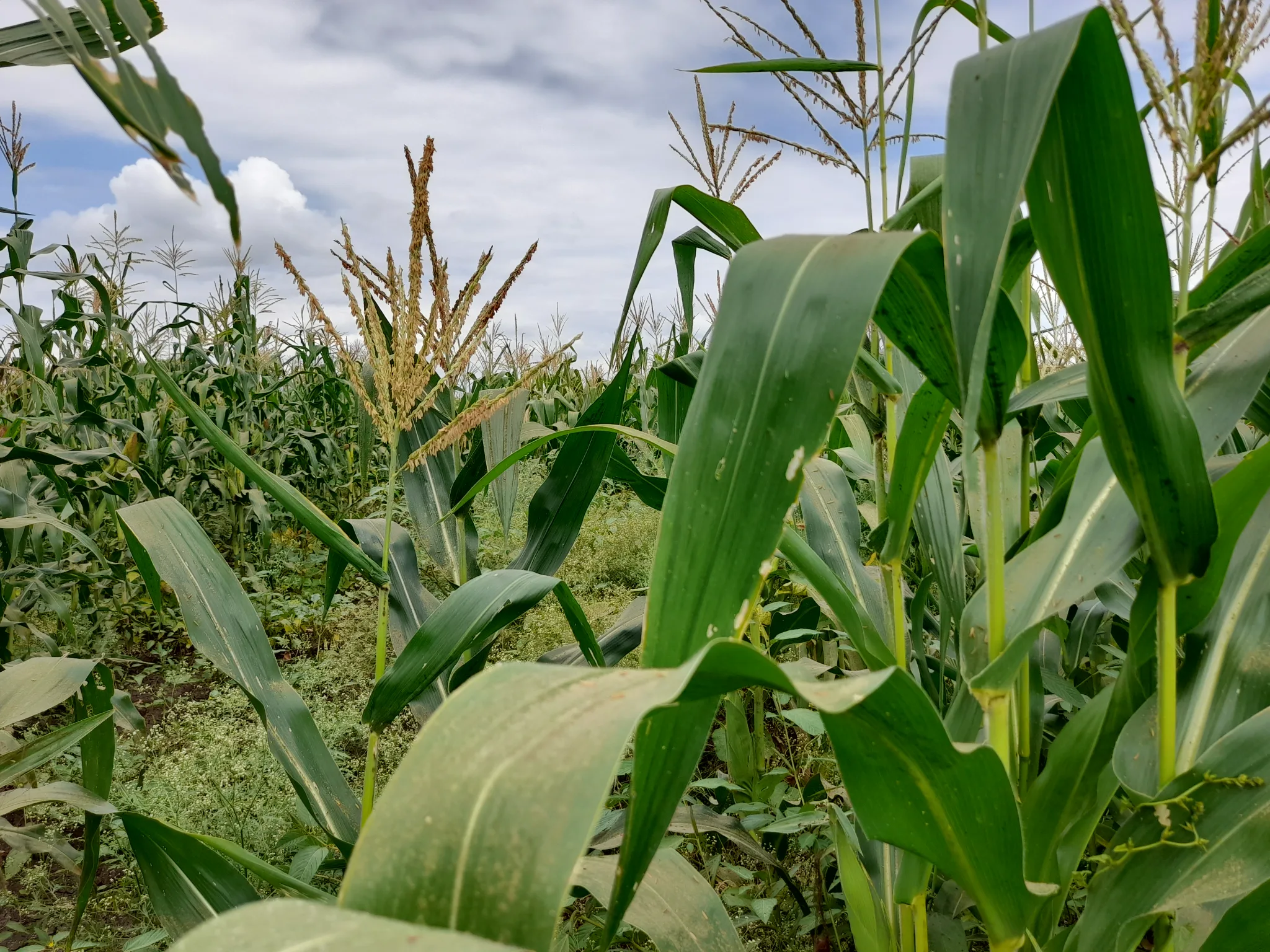 Shamba zuri la ekari 3.6 Olodenderit