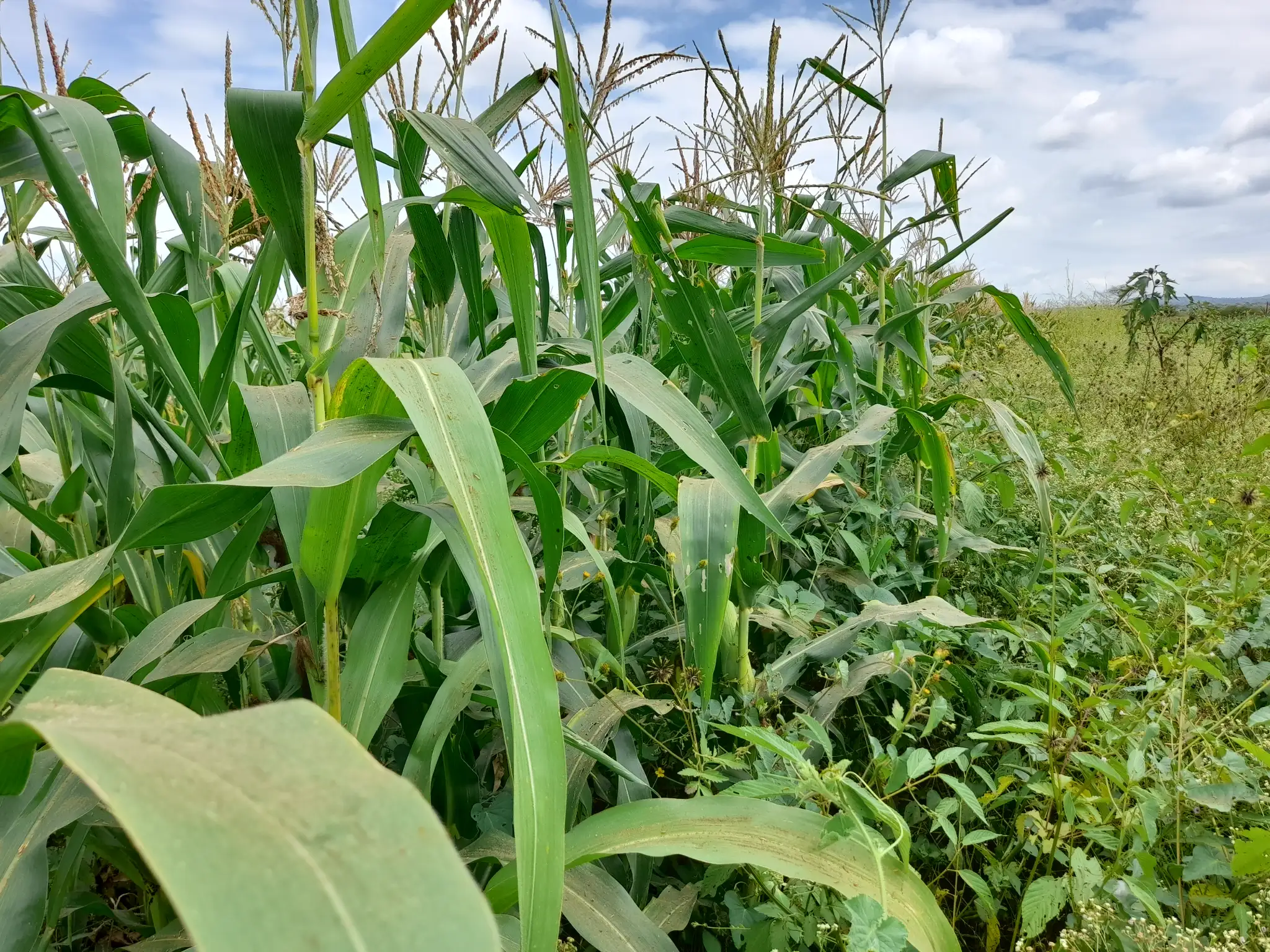 Shamba zuri la ekari 3.6 Olodenderit