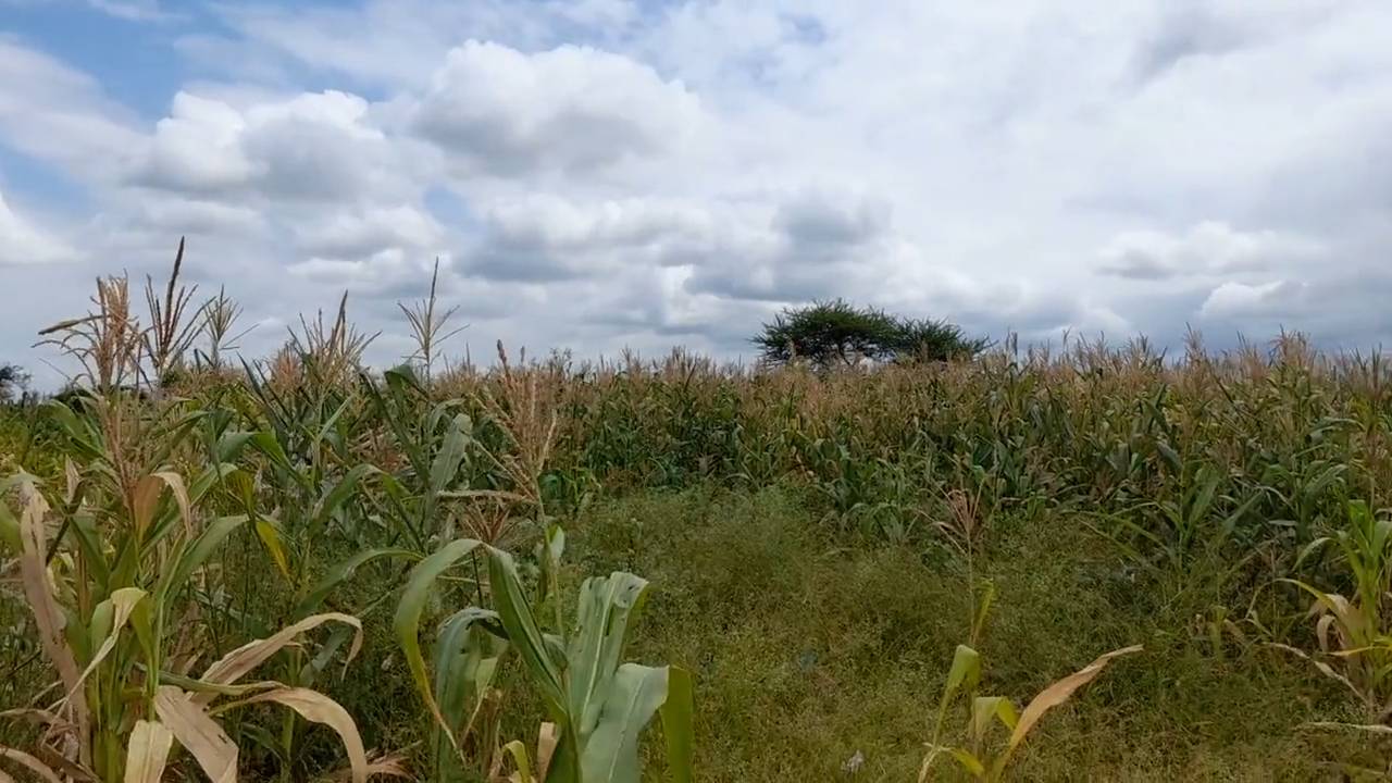 Shamba zuri la ekari 3.6 Olodenderit