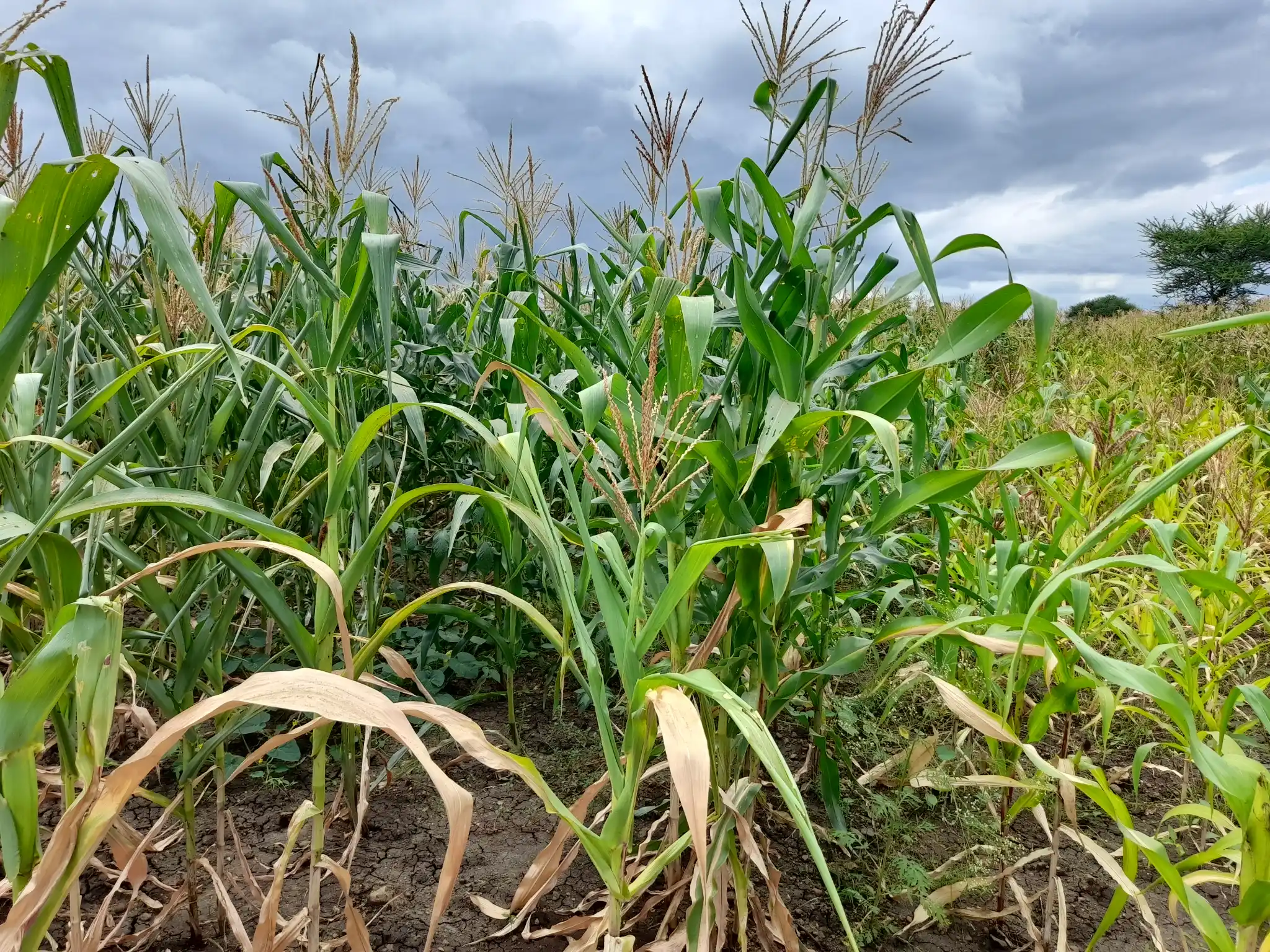 Shamba zuri la ekari 3.6 Olodenderit