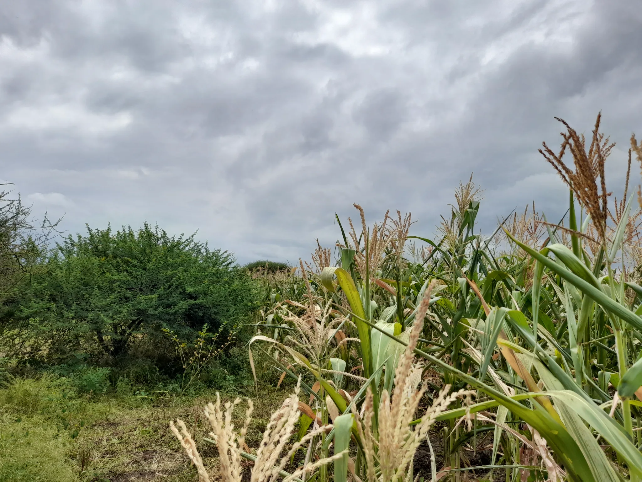 Shamba zuri la ekari 3.6 Olodenderit