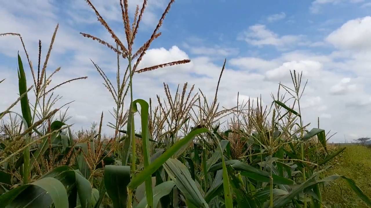 Shamba zuri la ekari 3.6 Olodenderit