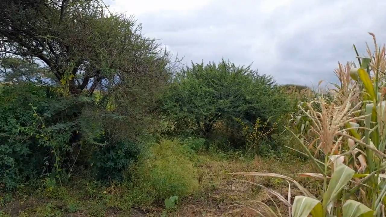 Shamba zuri la ekari 3.6 Olodenderit