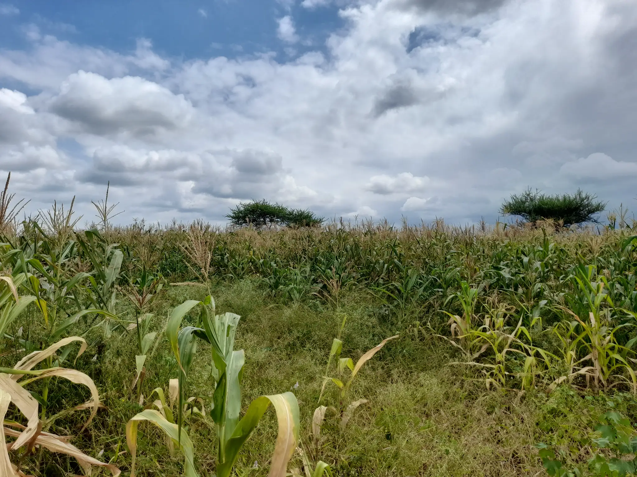 Shamba zuri la ekari 3.6 Olodenderit