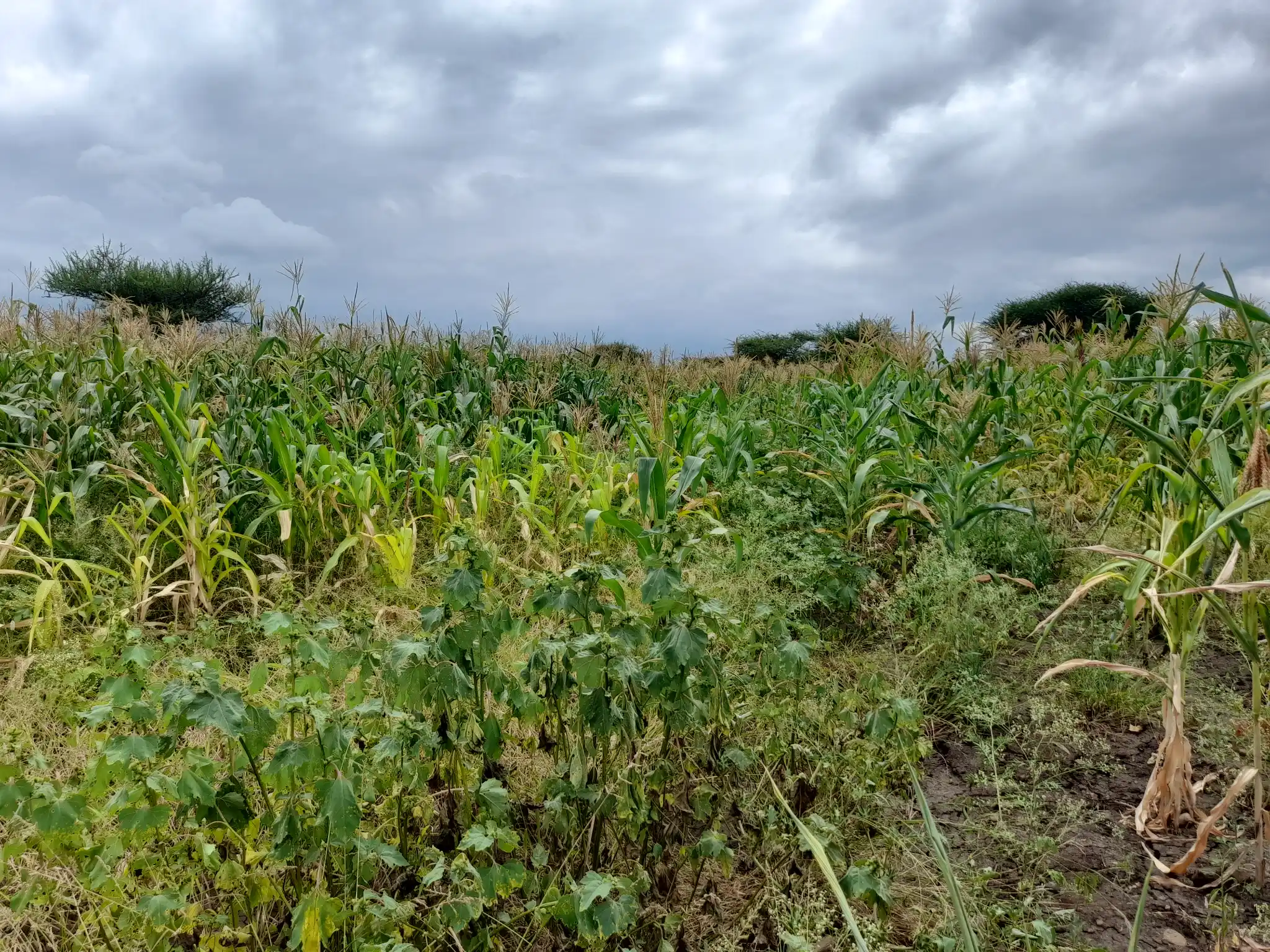 Shamba zuri la ekari 3.6 Olodenderit