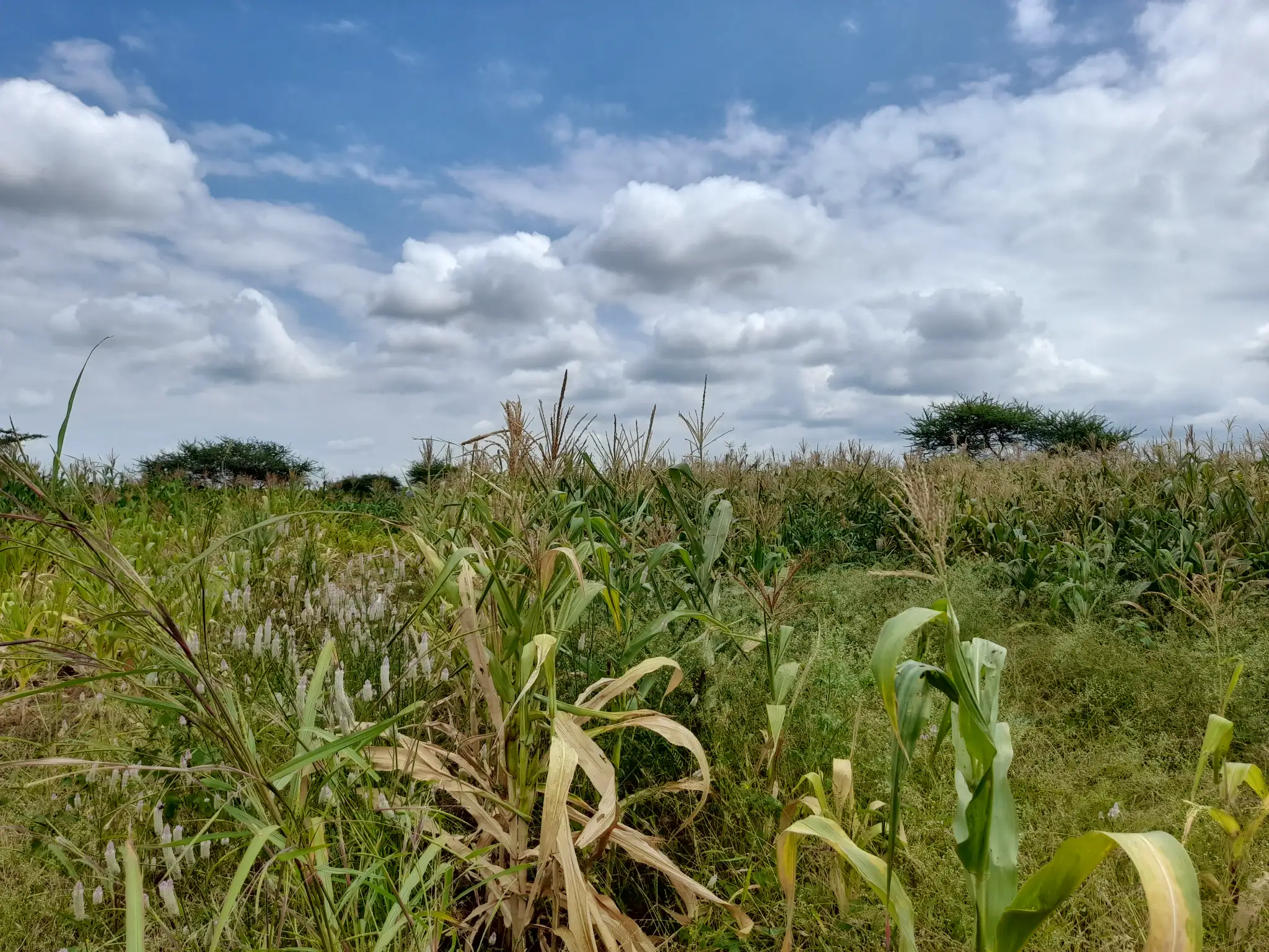Shamba zuri la ekari 3.6 Olodenderit