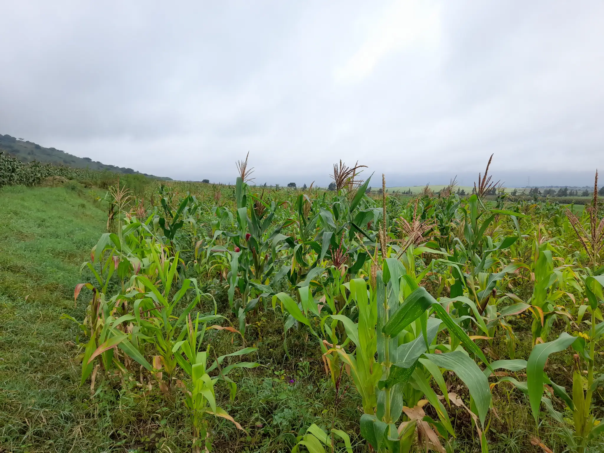 Kiwanja cha ekari 6.5 kinauzwa Likamba