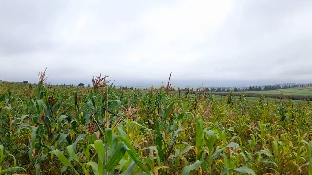 Kiwanja cha ekari 6.5 kinauzwa Likamba