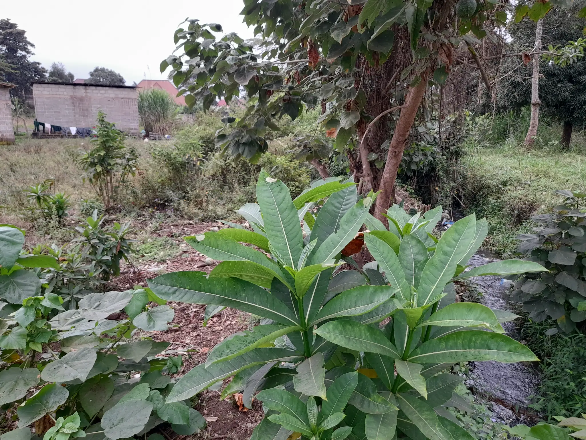 Kiwanja cha Makazi Kinauzwa Moshono Kati, Arusha