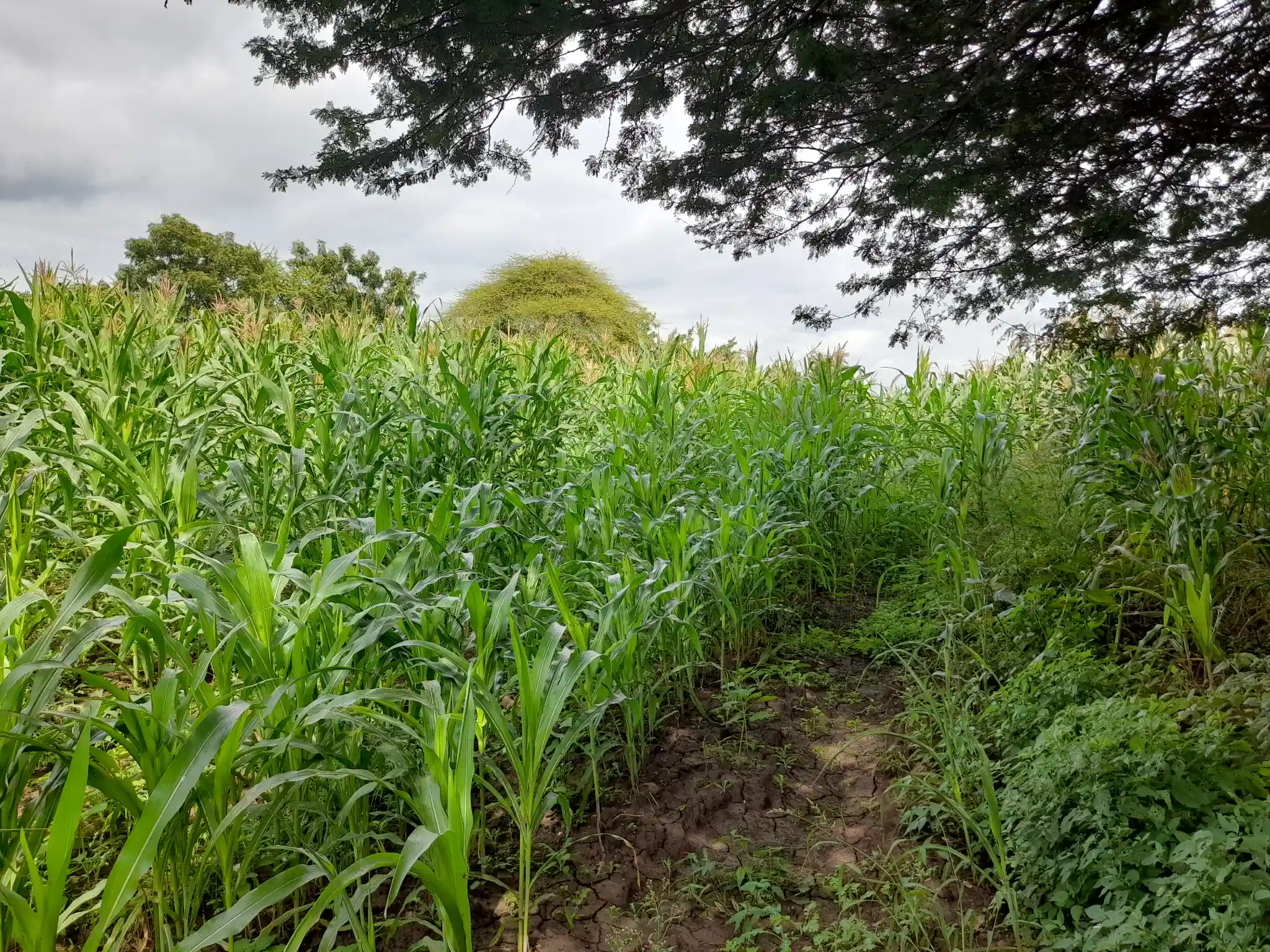 Shamba zuri la ekari 1.2 Olodenderit