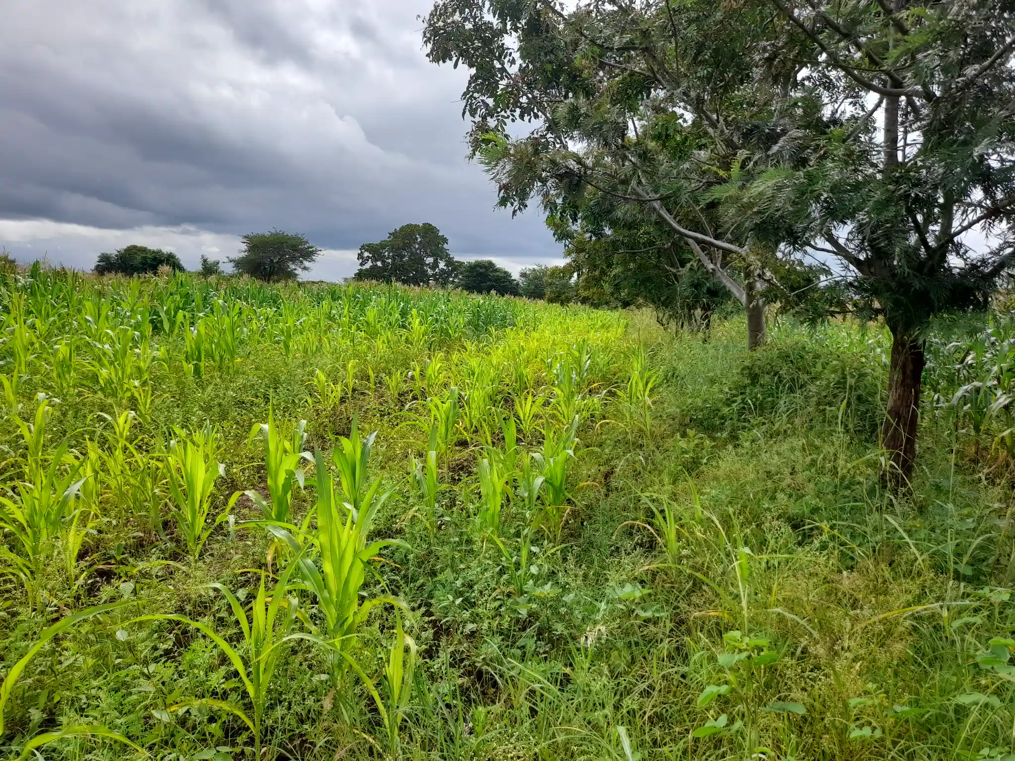 Shamba zuri la ekari 1.2 Olodenderit