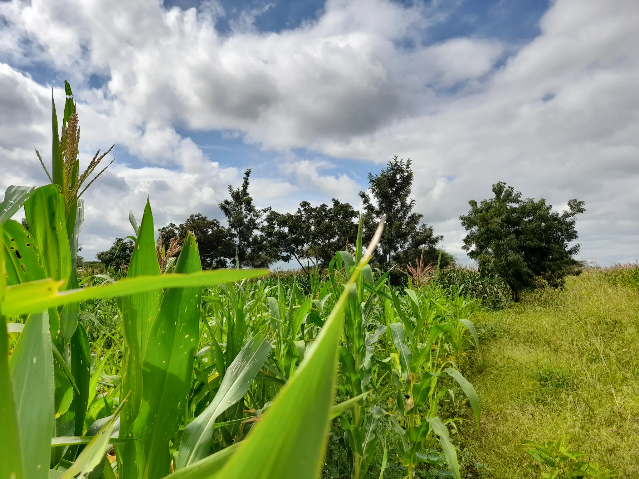 Shamba zuri la ekari 1.2 Olodenderit