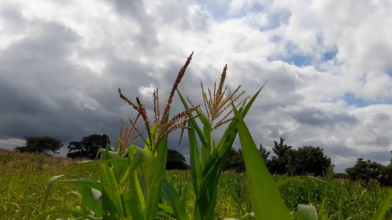 Shamba zuri la ekari 1.2 Olodenderit