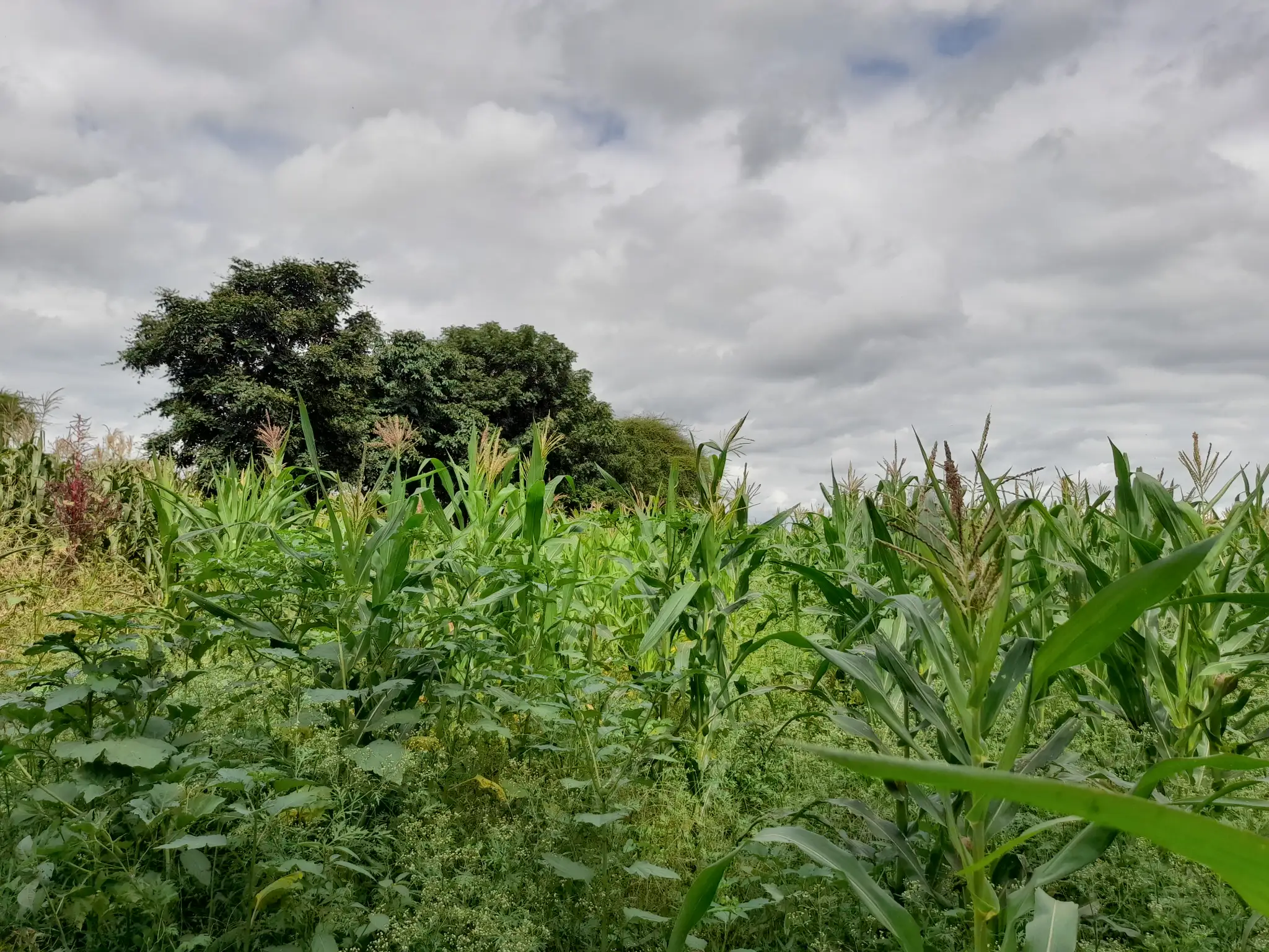 Shamba zuri la ekari 1.2 Olodenderit