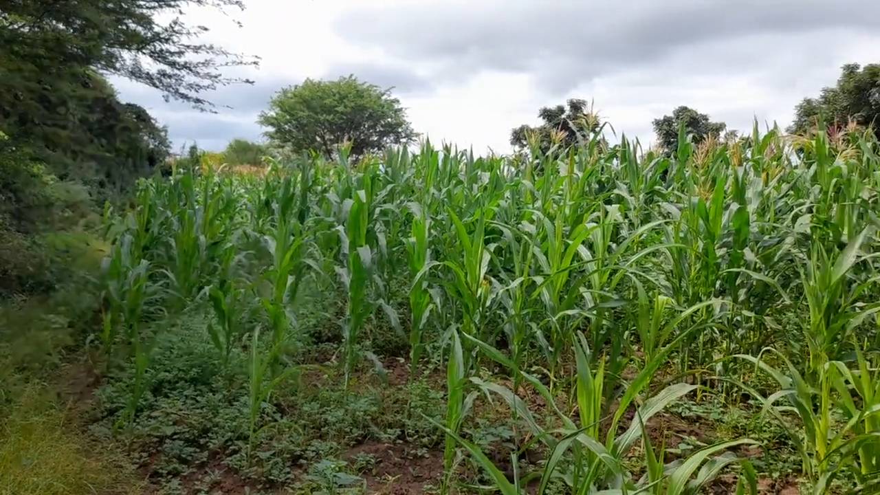 Shamba zuri la ekari 1.2 Olodenderit