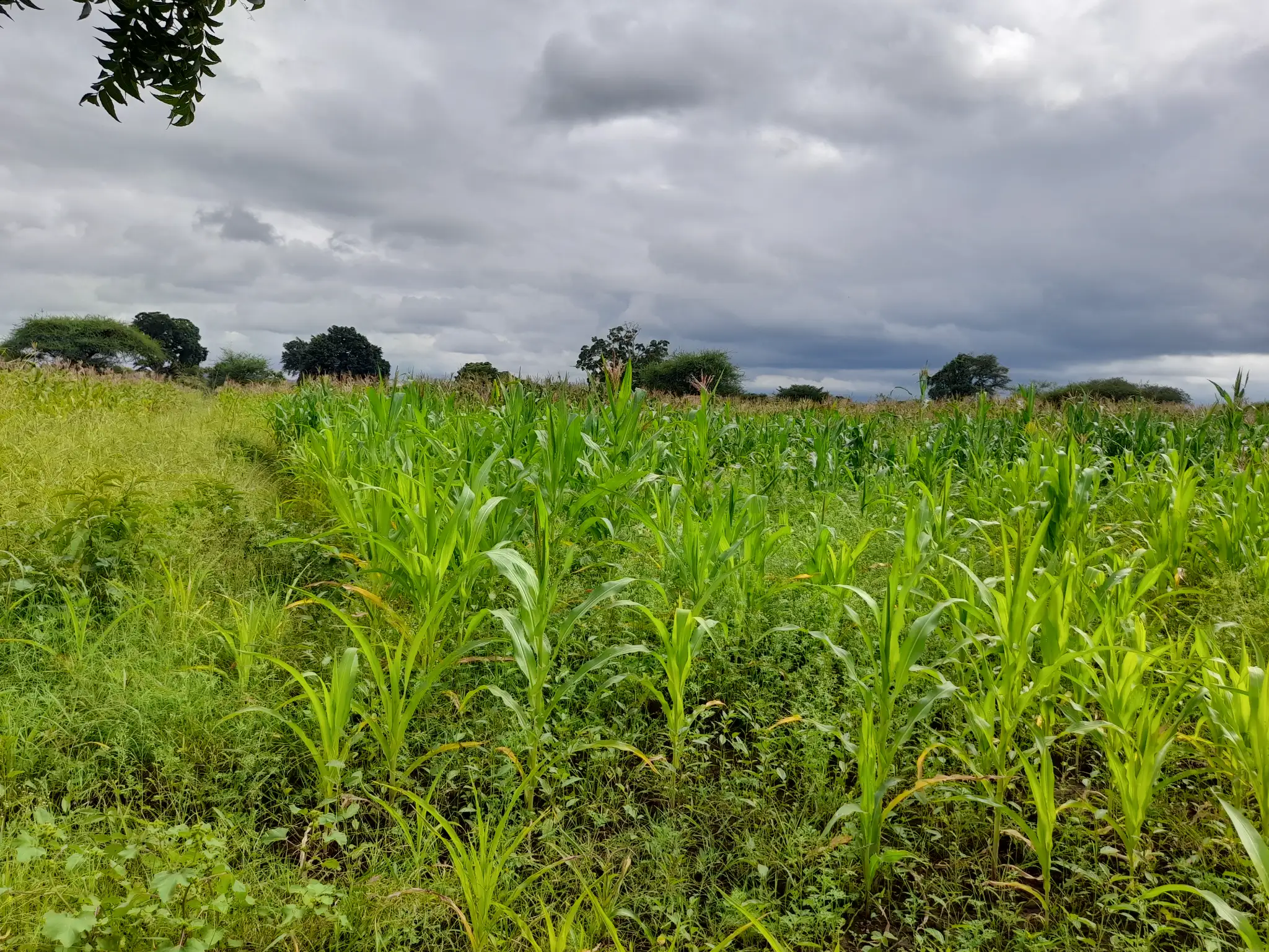 Shamba zuri la ekari 1.2 Olodenderit