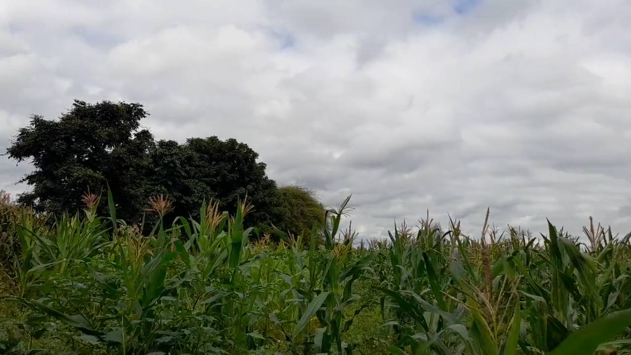 Shamba zuri la ekari 1.2 Olodenderit