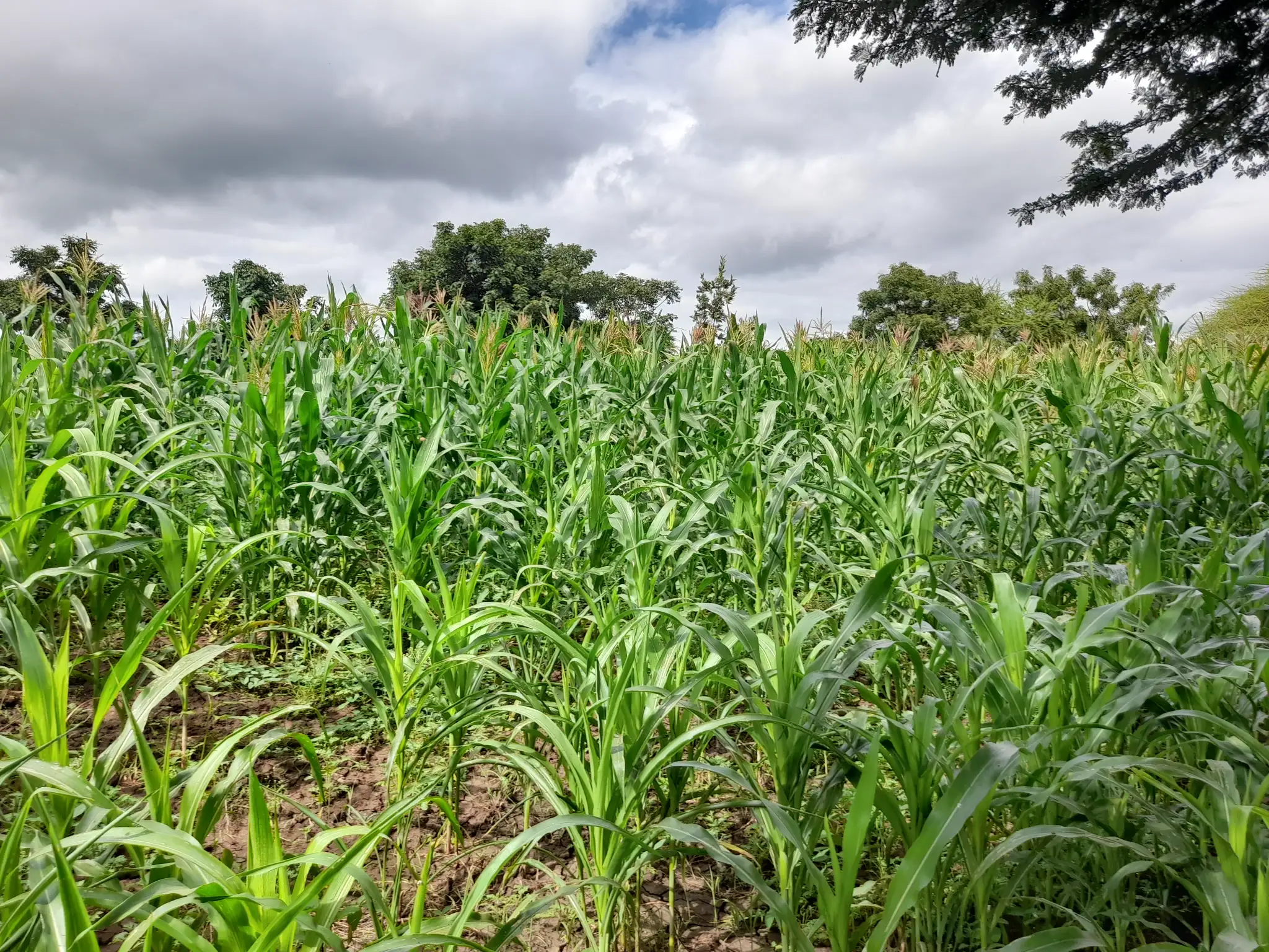 Shamba zuri la ekari 1.2 Olodenderit