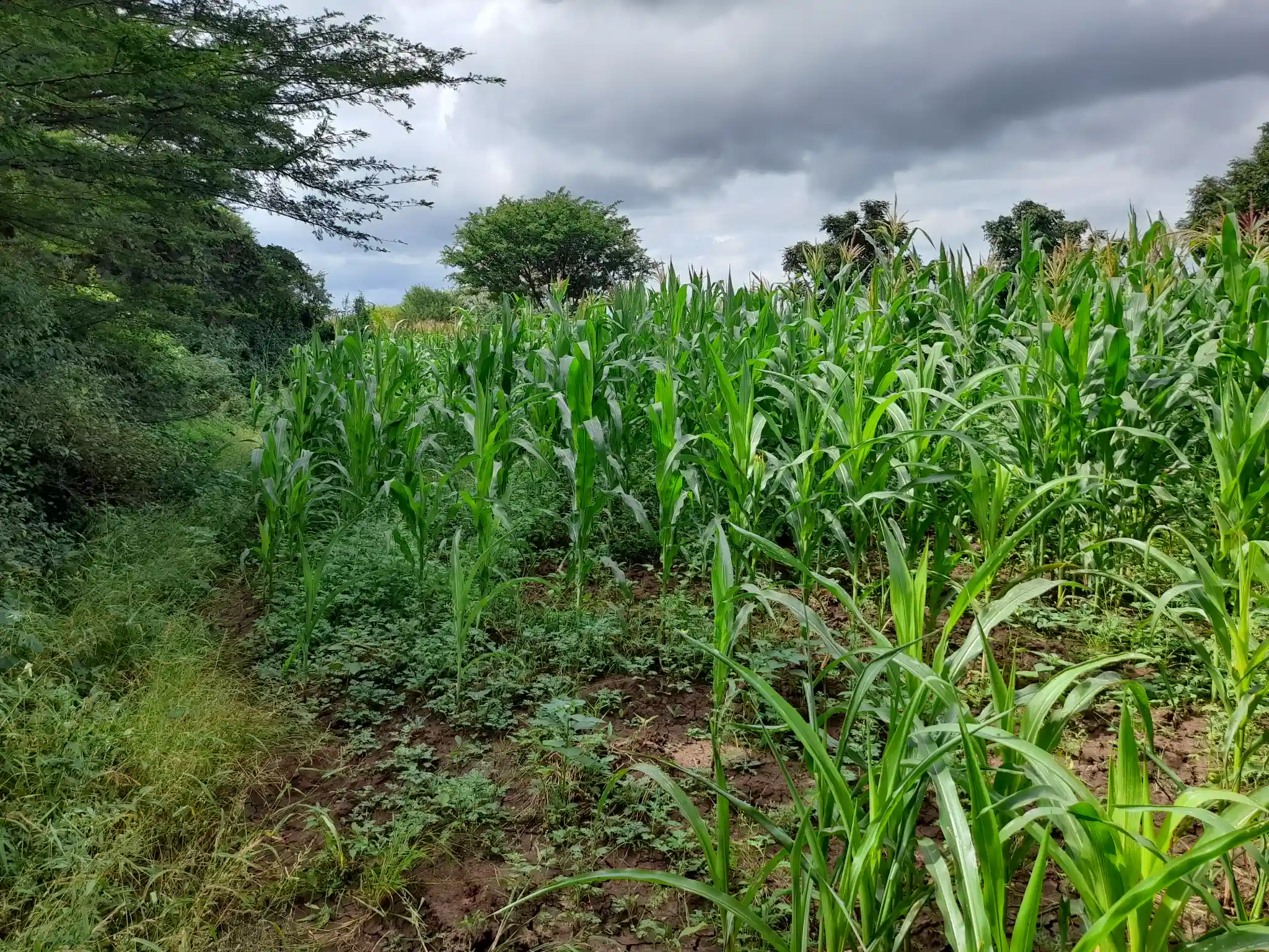 Shamba zuri la ekari 1.2 Olodenderit