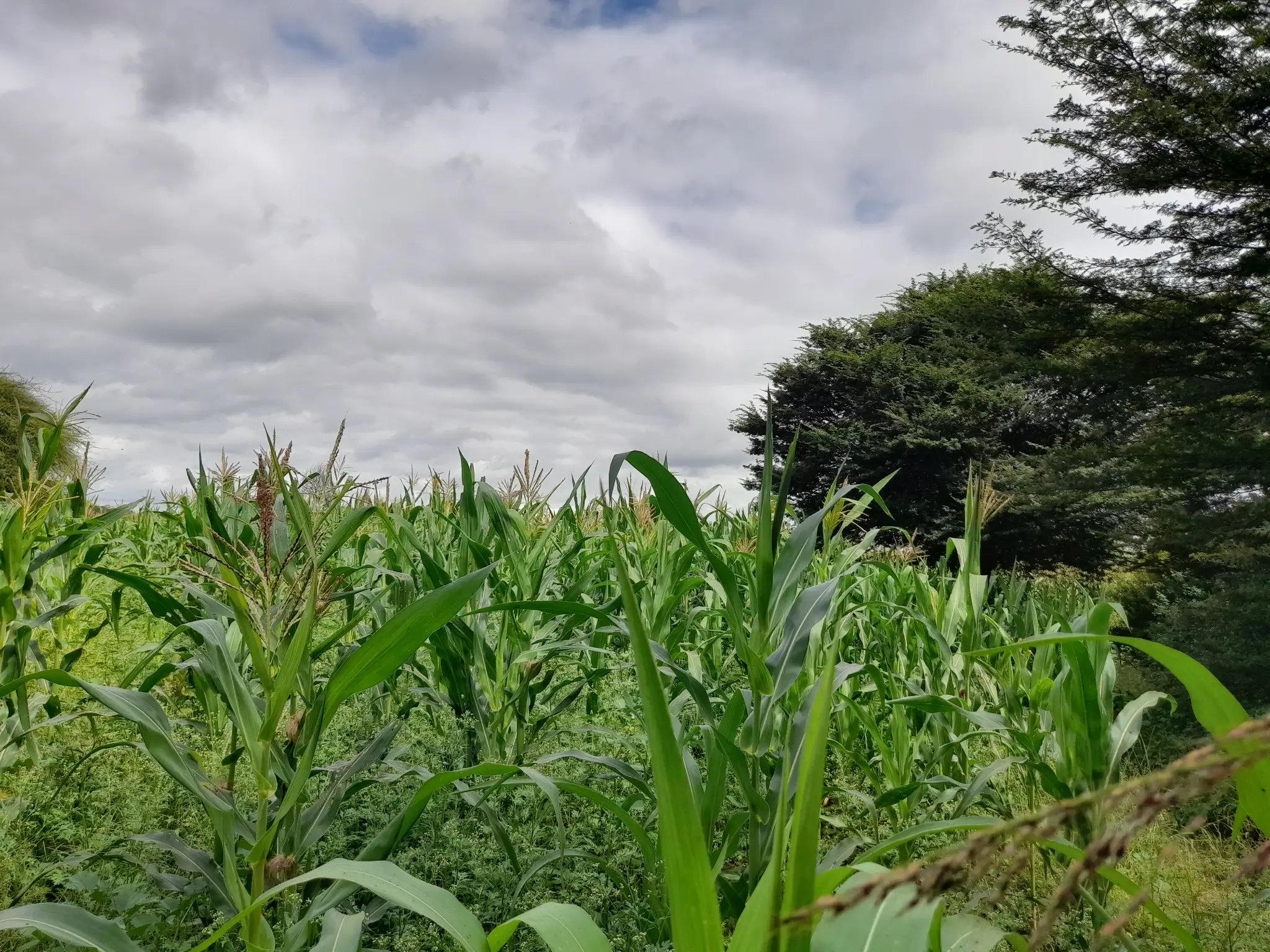 Shamba zuri la ekari 1.2 Olodenderit