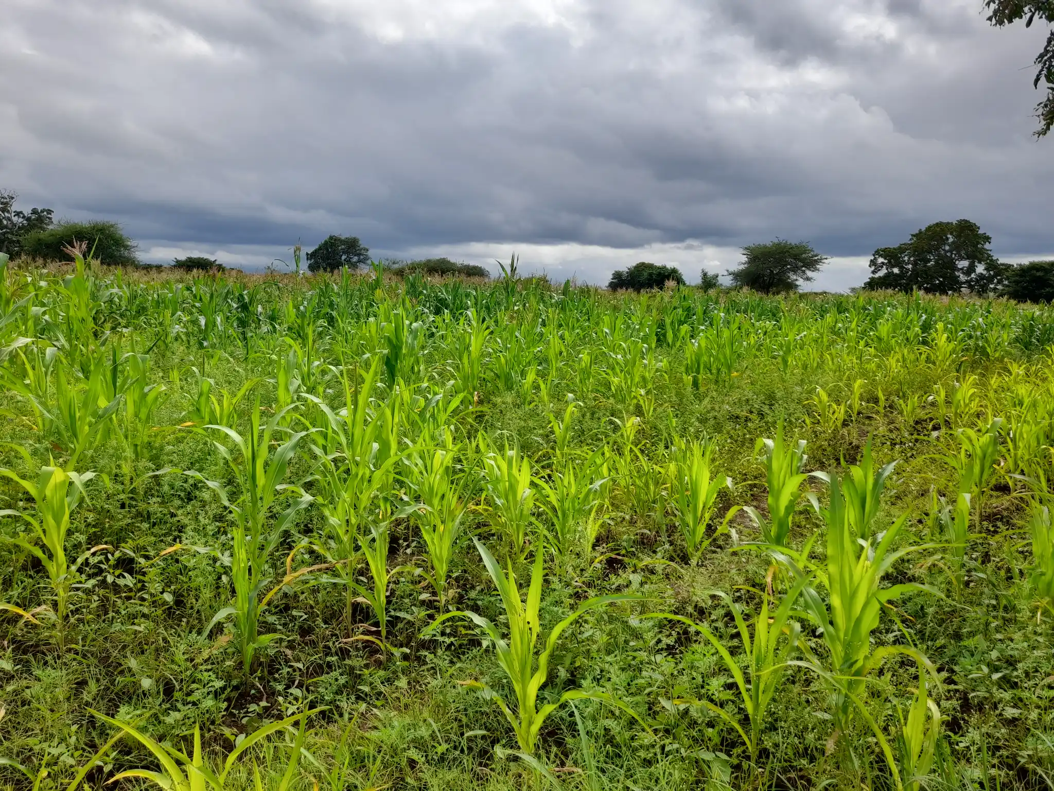 Shamba zuri la ekari 1.2 Olodenderit