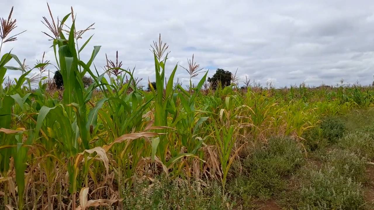 Shamba zuri la ekari 1.8 Olodenderit