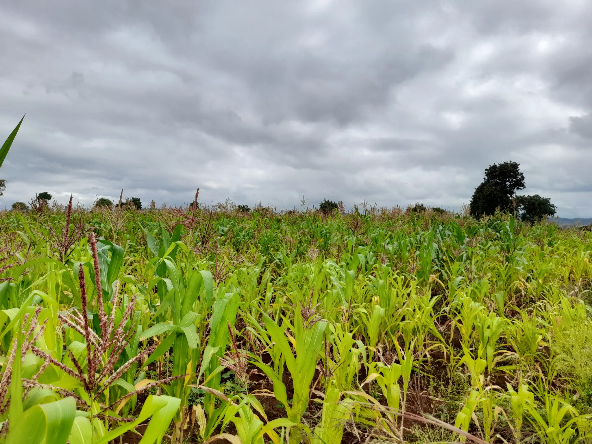 Shamba zuri la ekari 1.8 Olodenderit