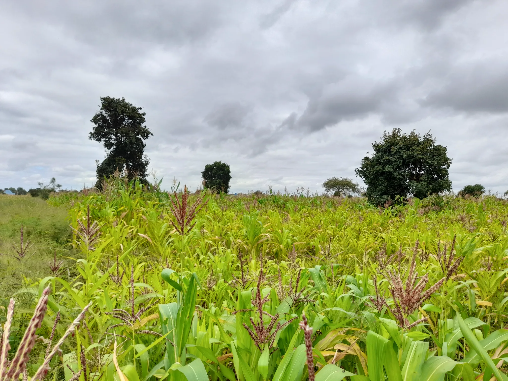 Shamba zuri la ekari 1.8 Olodenderit