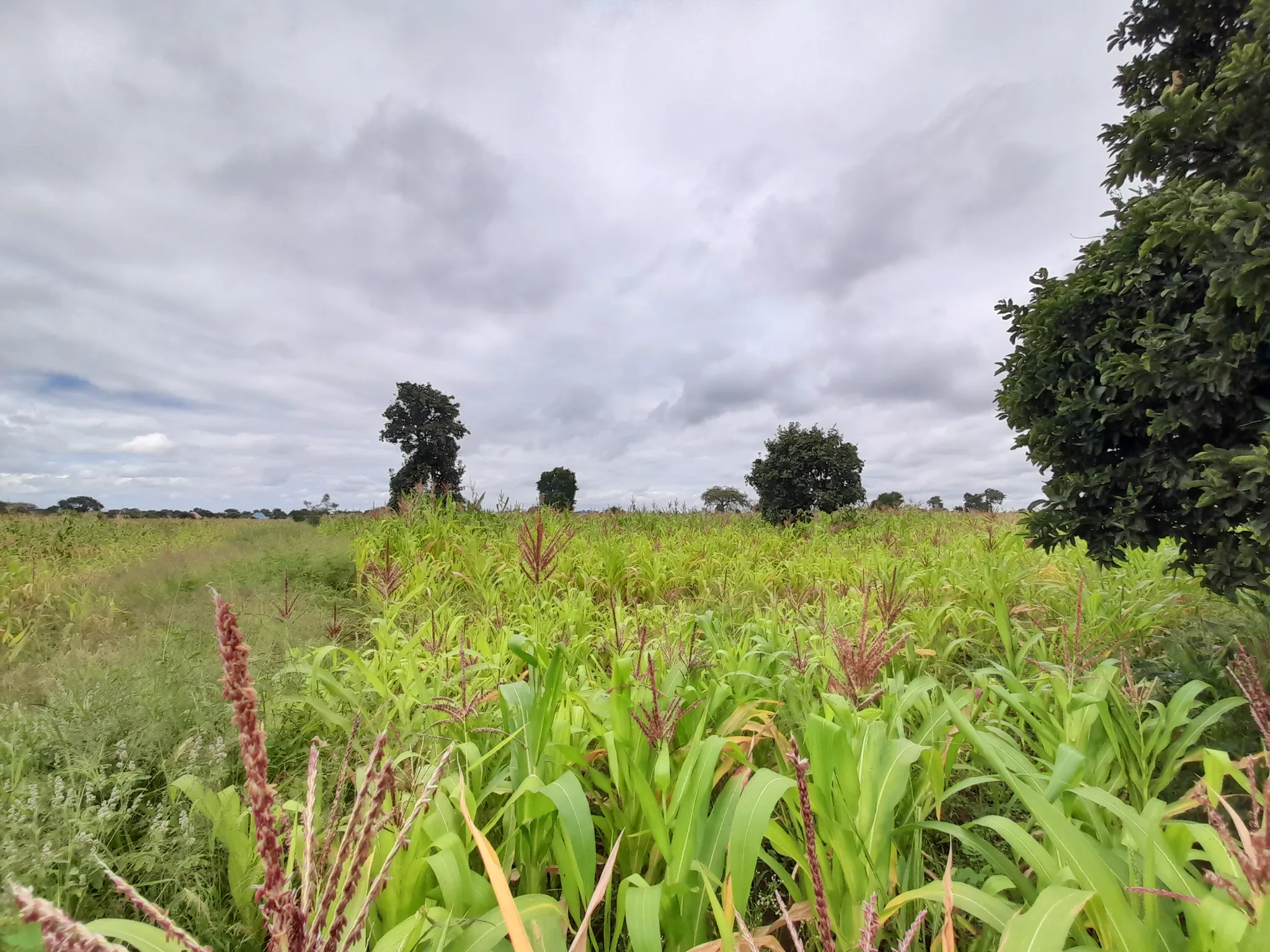 Shamba zuri la ekari 1.8 Olodenderit
