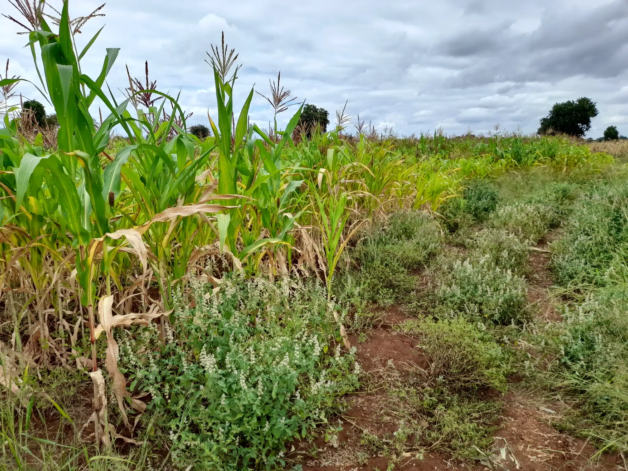 Shamba zuri la ekari 1.8 Olodenderit