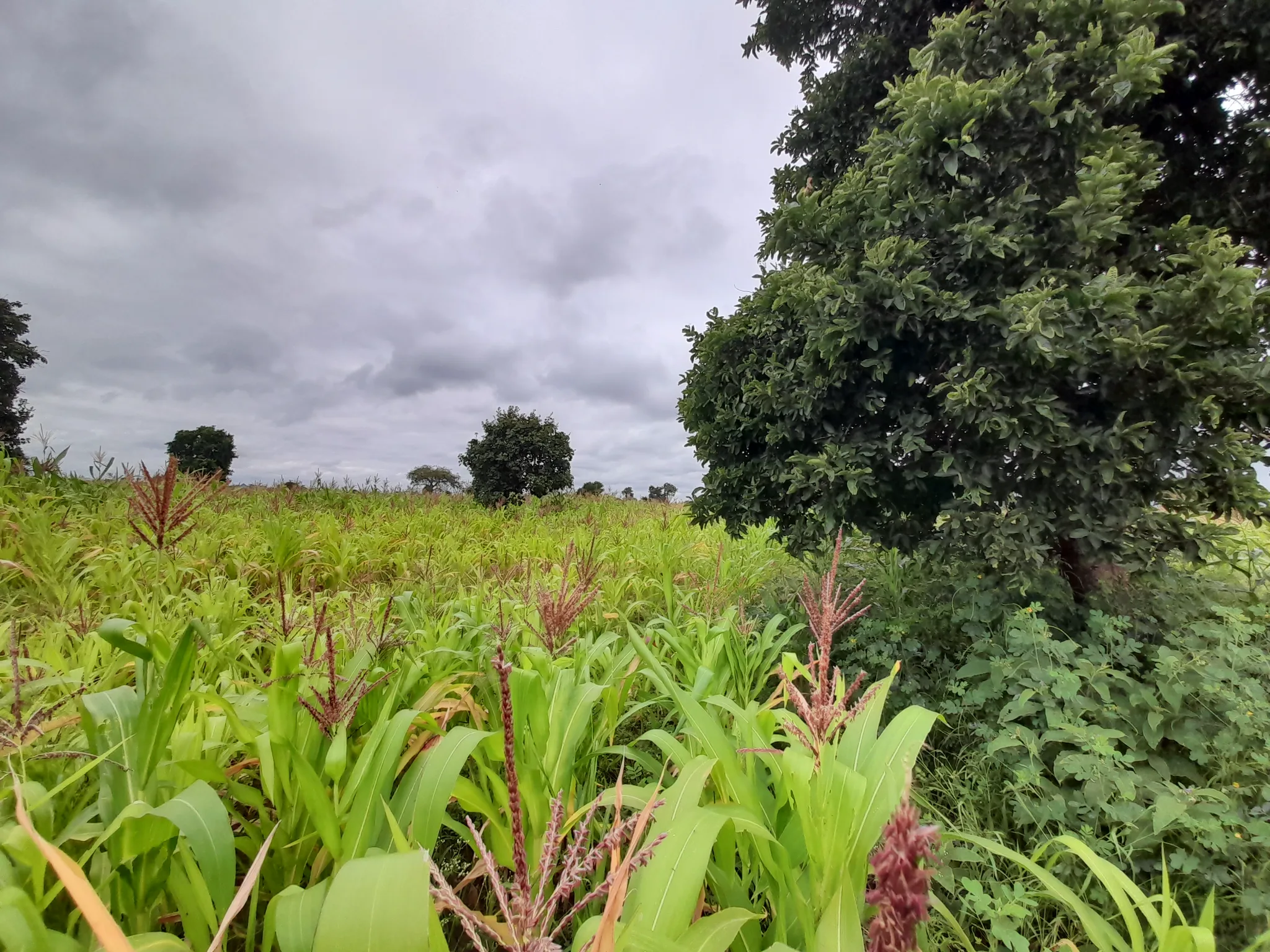 Shamba zuri la ekari 1.8 Olodenderit