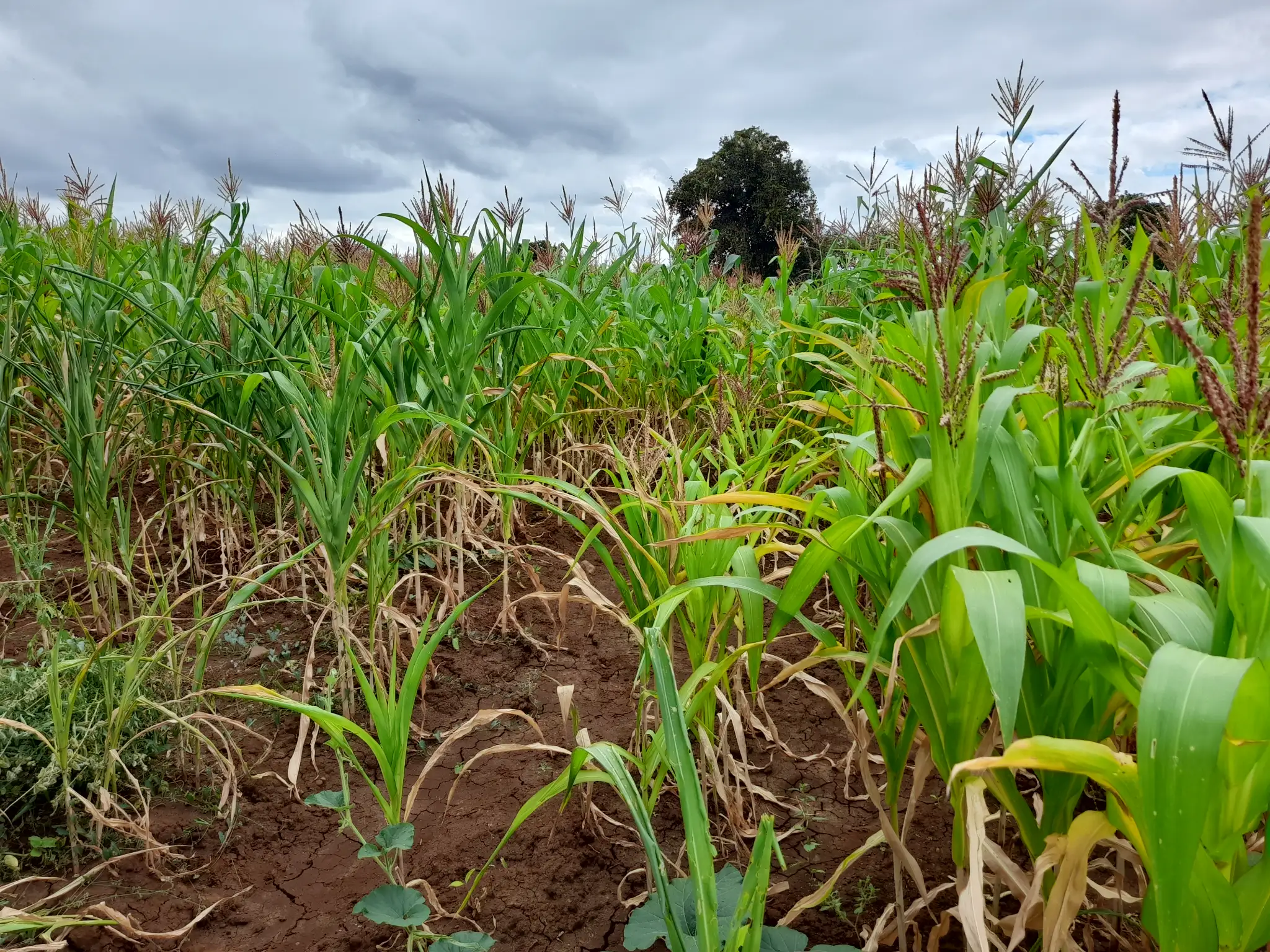 Shamba zuri la ekari 1.8 Olodenderit