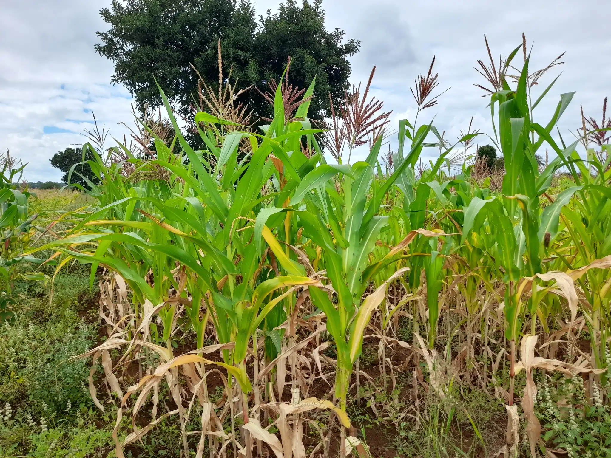Shamba zuri la ekari 1.8 Olodenderit