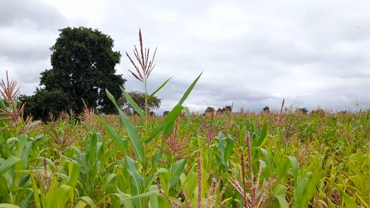 Shamba zuri la ekari 1.8 Olodenderit