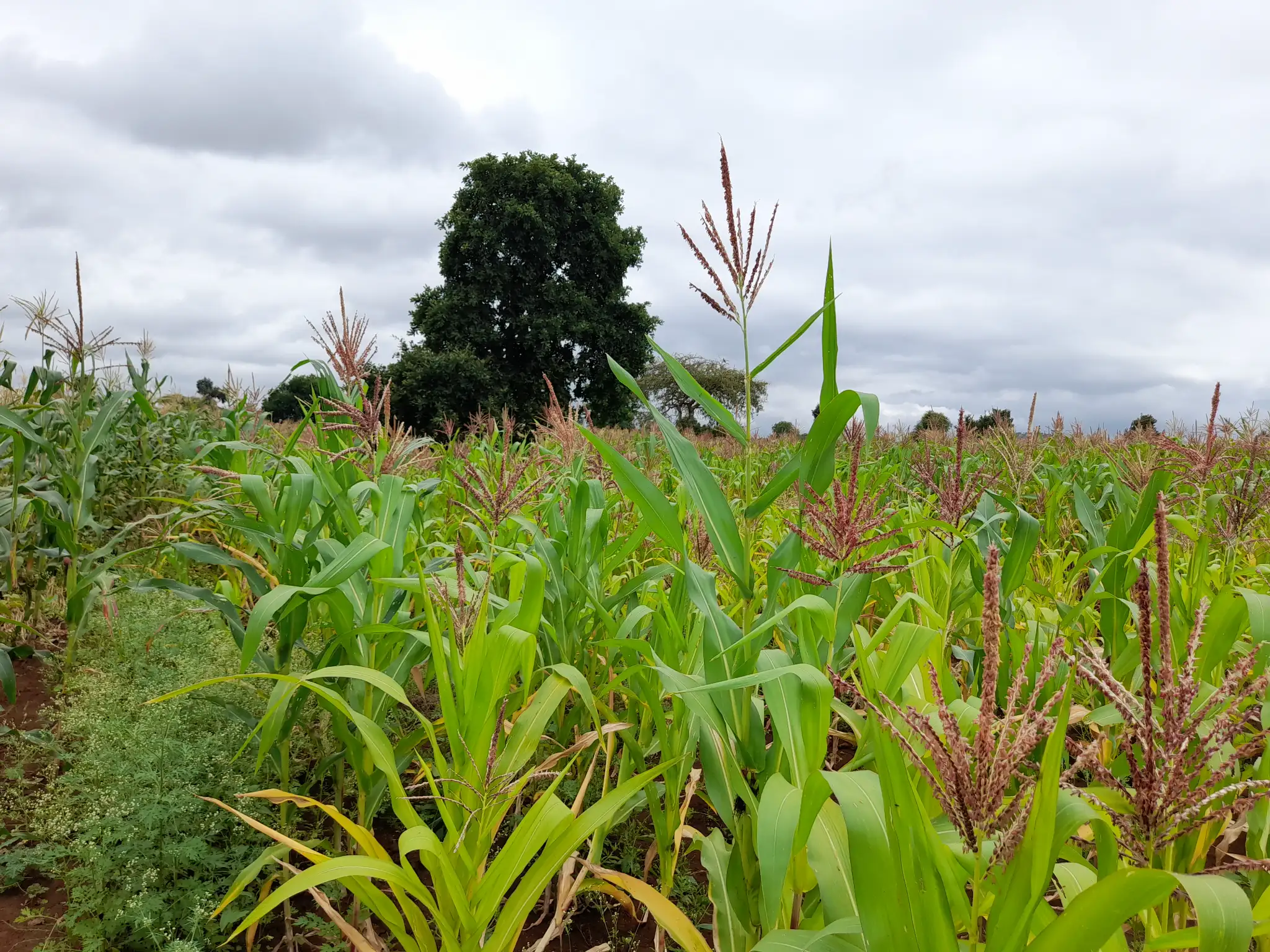 Shamba zuri la ekari 1.8 Olodenderit