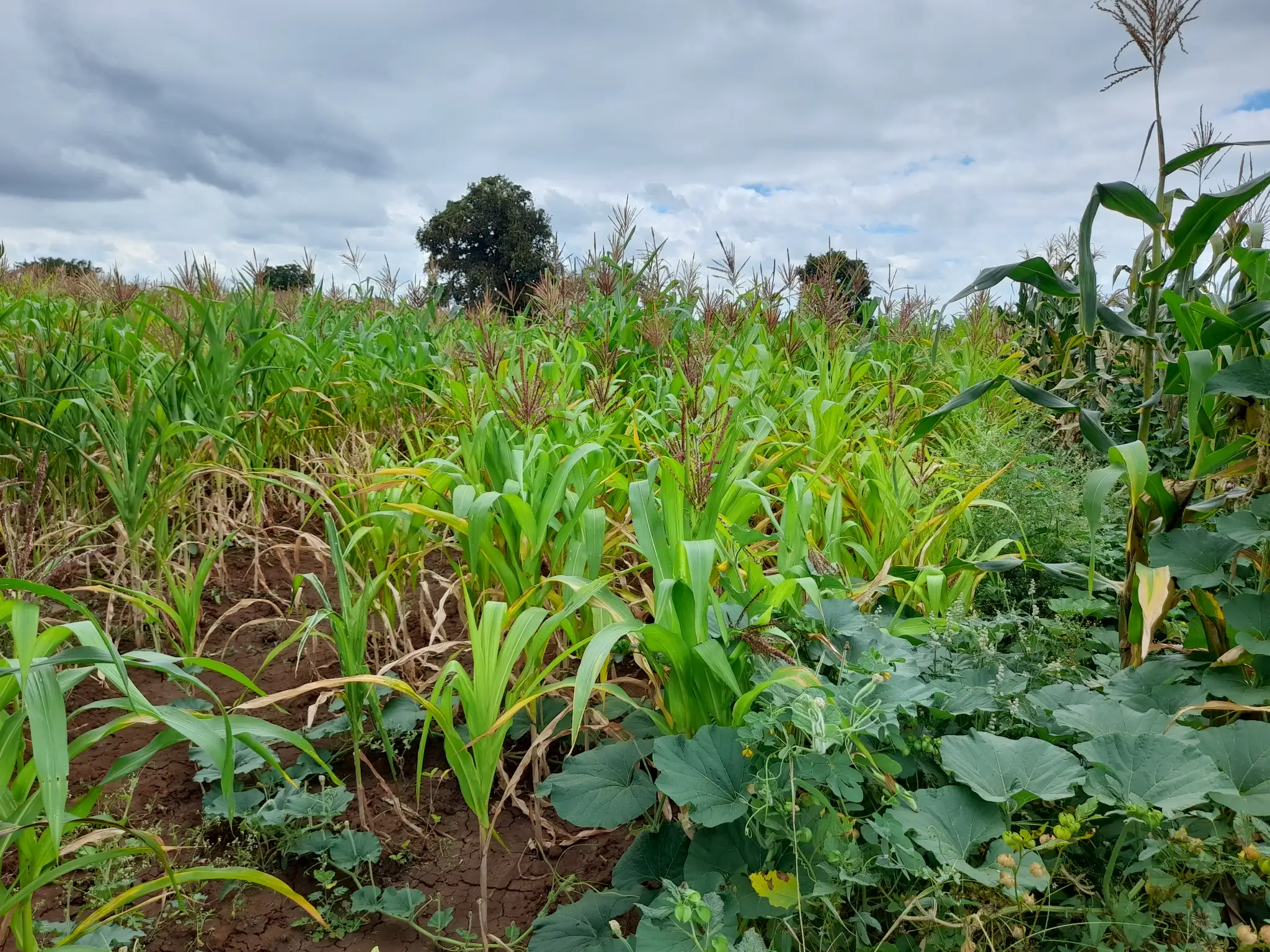 Shamba zuri la ekari 1.8 Olodenderit