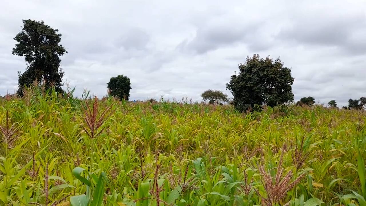 Shamba zuri la ekari 1.8 Olodenderit