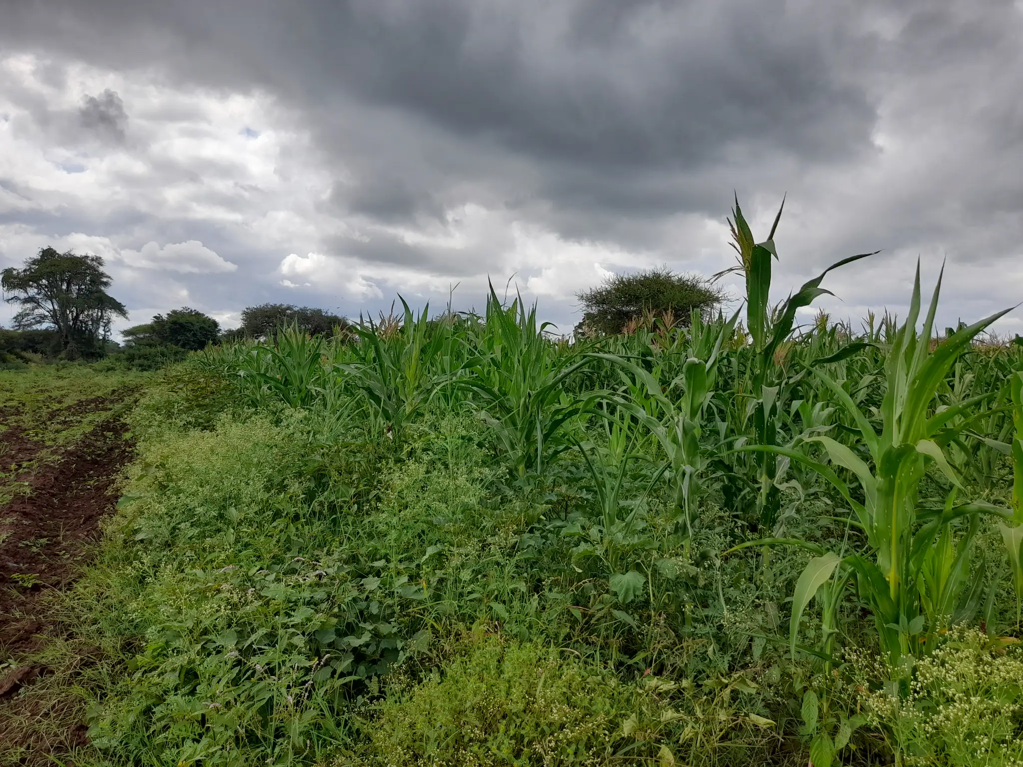 Shamba zuri la ekari 1.8 Olodenderit