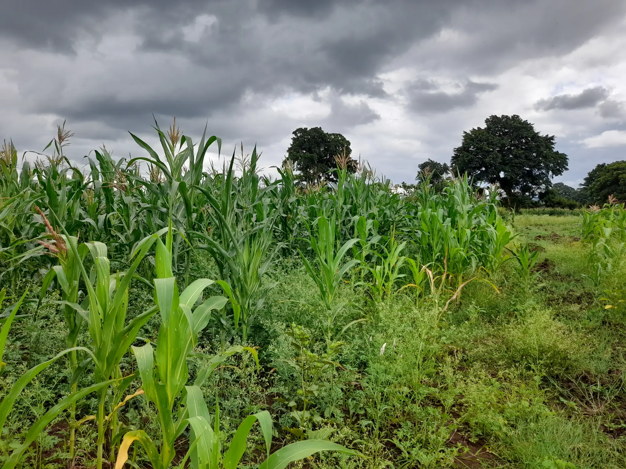 Shamba zuri la ekari 1.8 Olodenderit